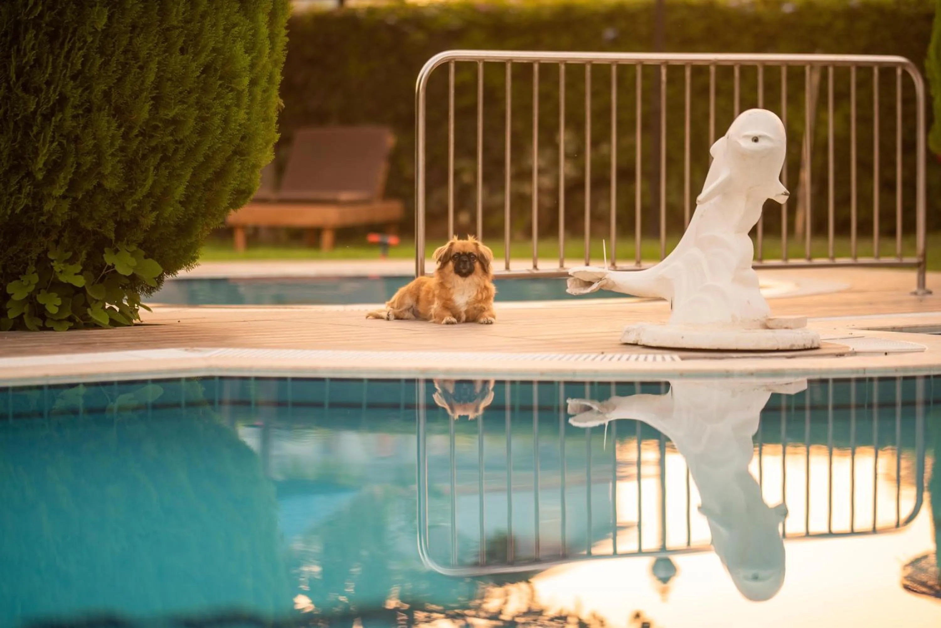 Pets in Golden Moon Hotel