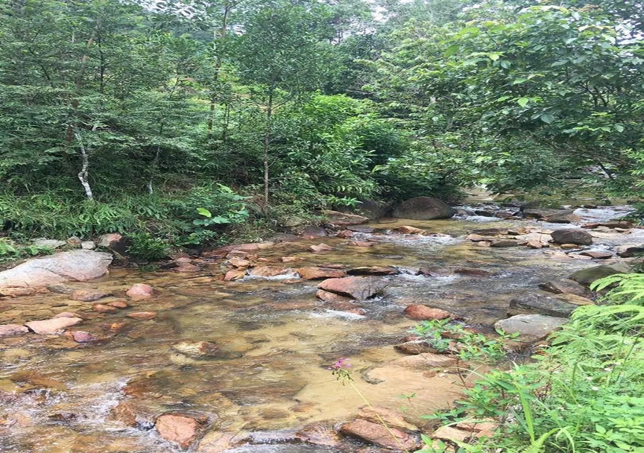 Natural landscape in Homestay Pagar Buruk Ipoh