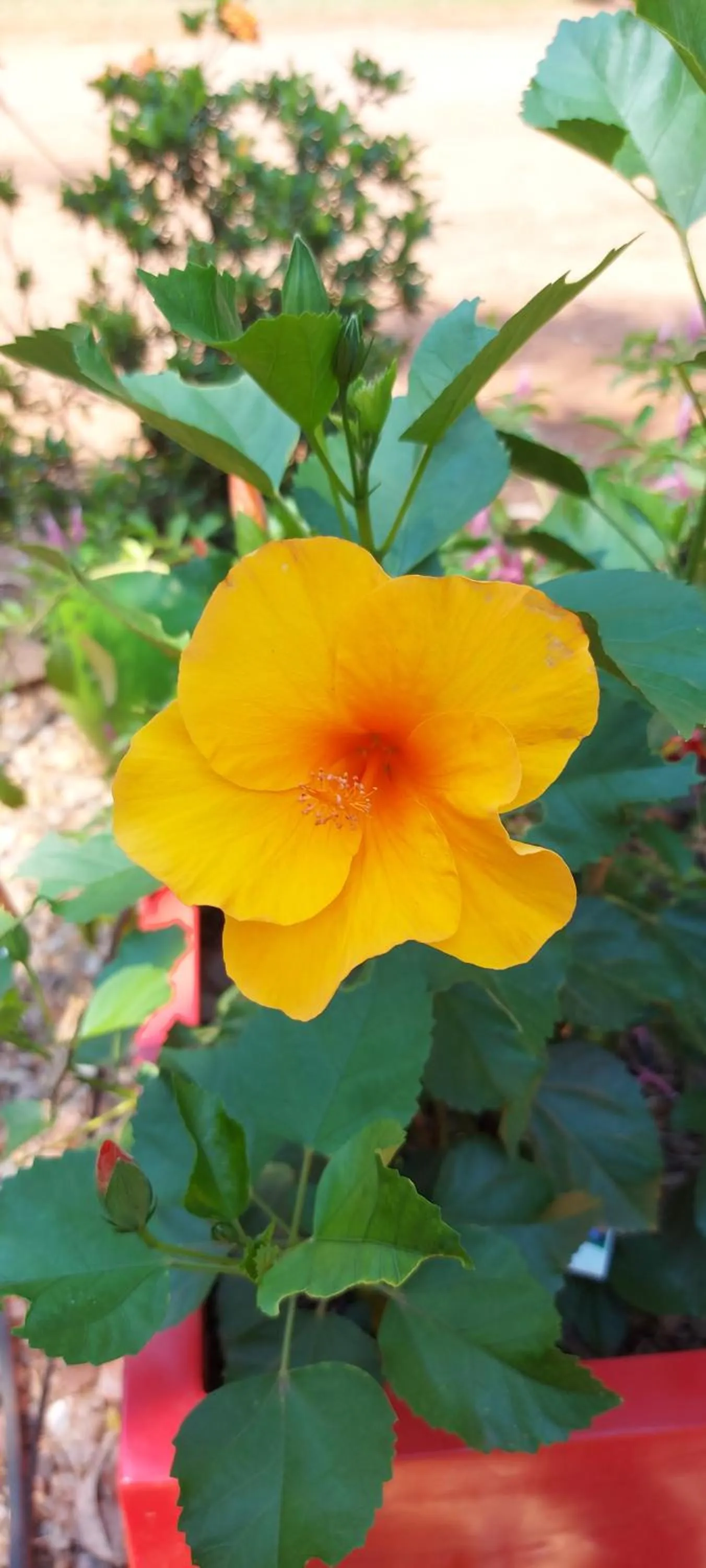 Garden in Litchfield Tourist Park