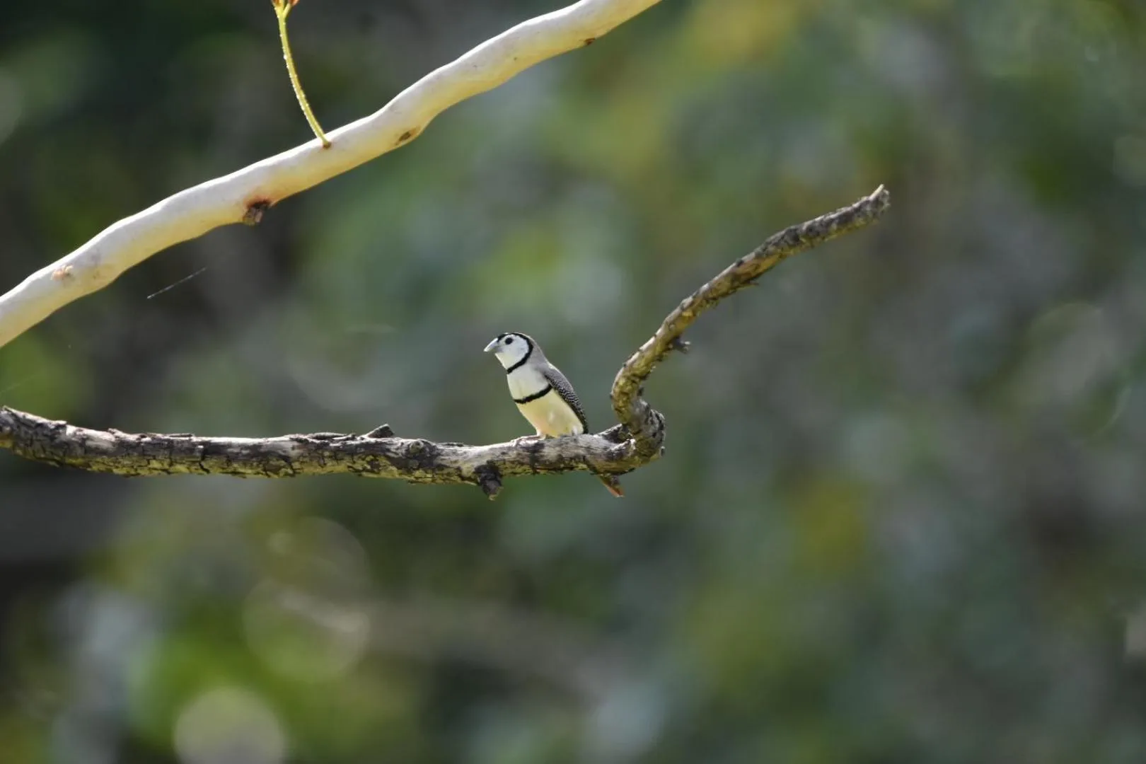 Animals in Litchfield Tourist Park