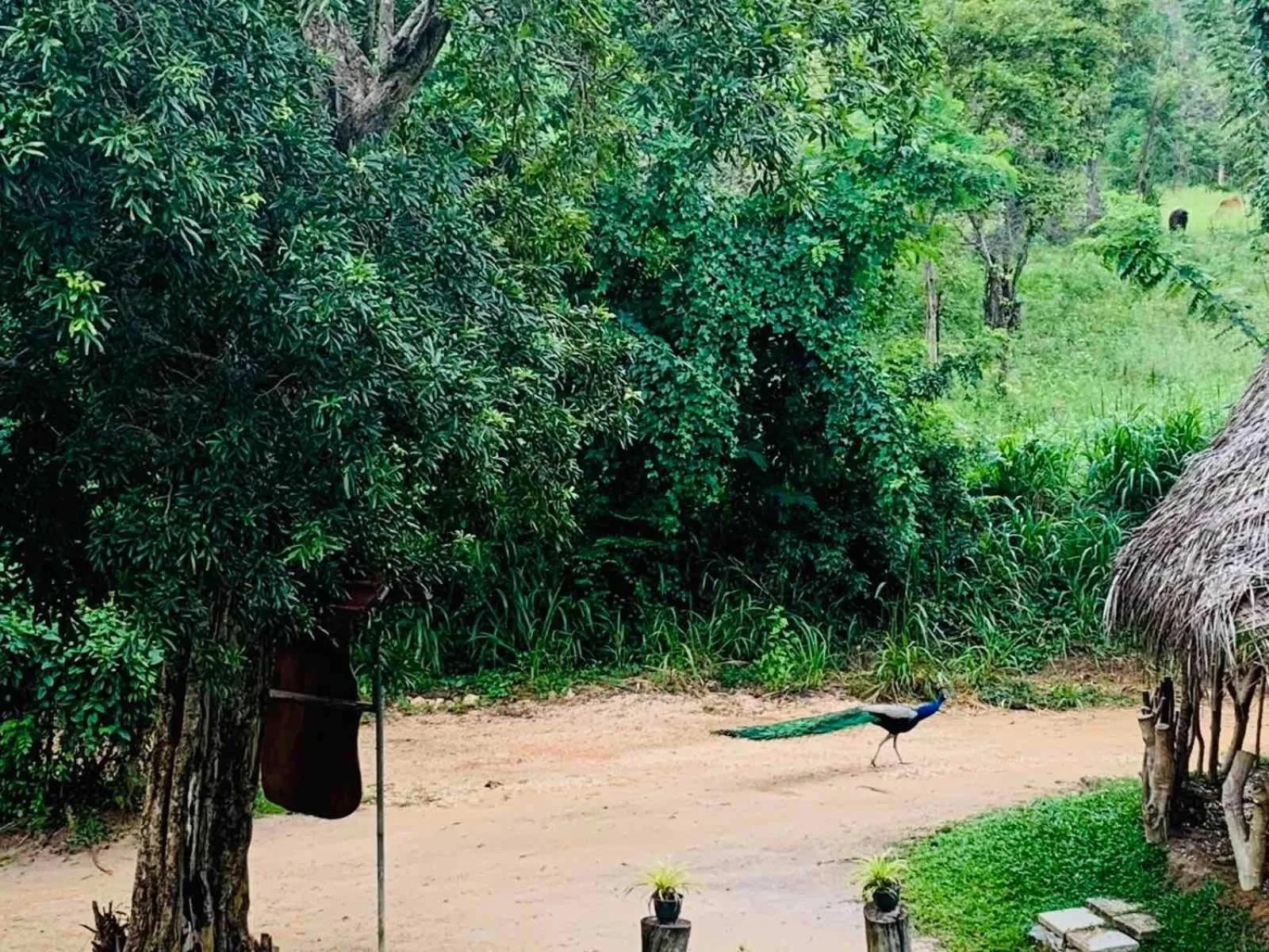 Natural landscape in Sigiriya Rock Hide