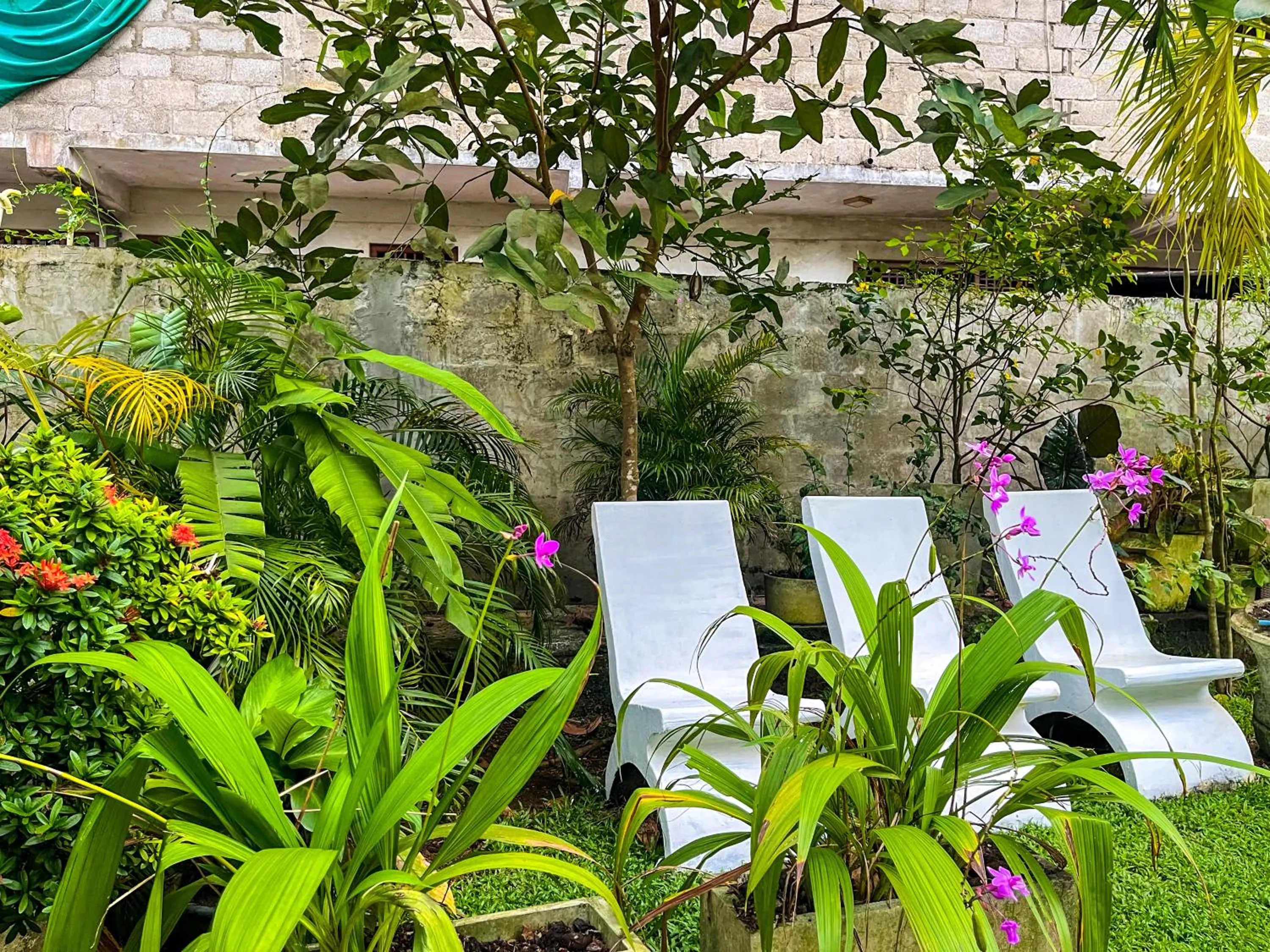 Garden in Galle Camellia