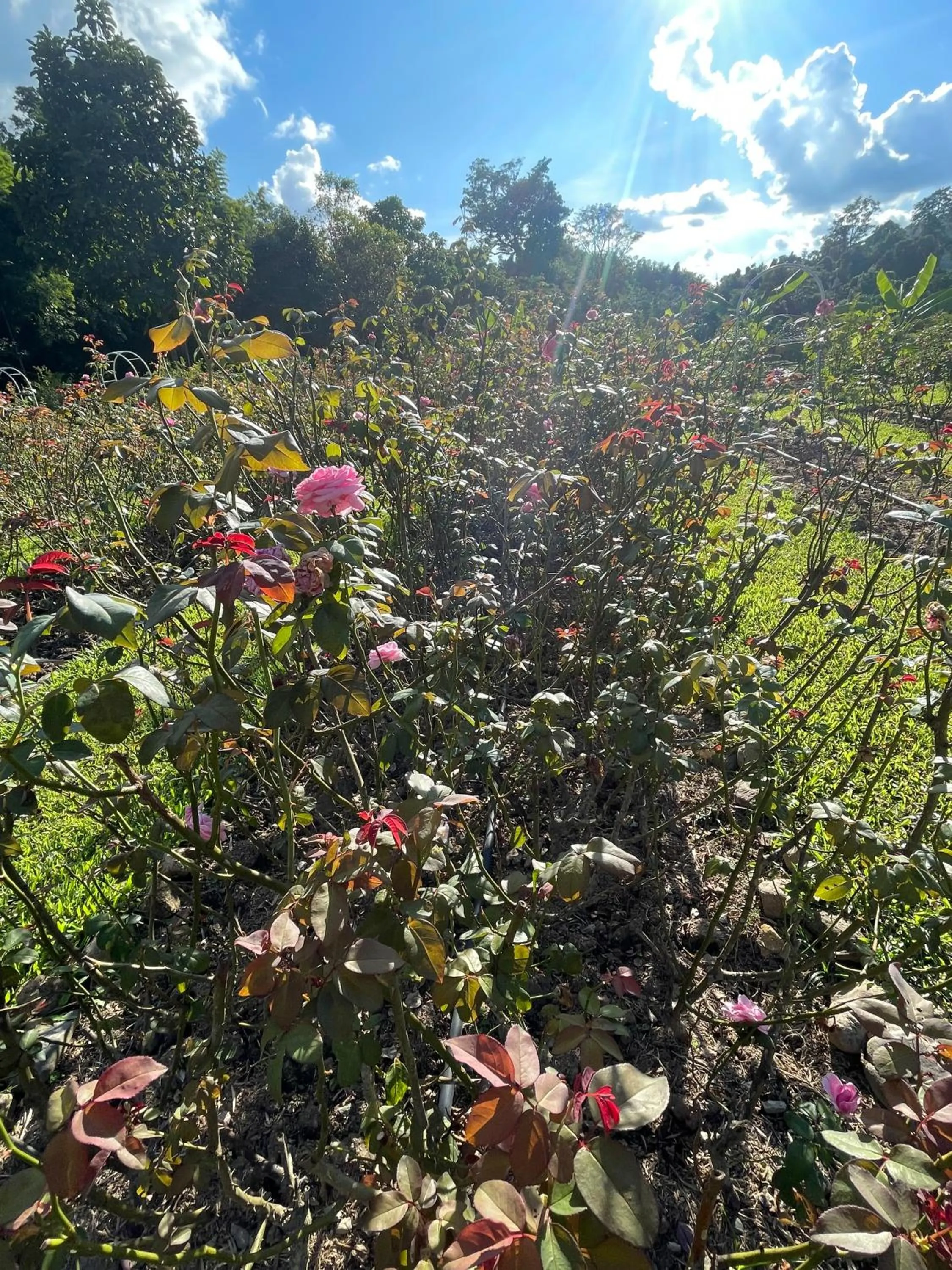 Natural landscape in Tippaya Villa