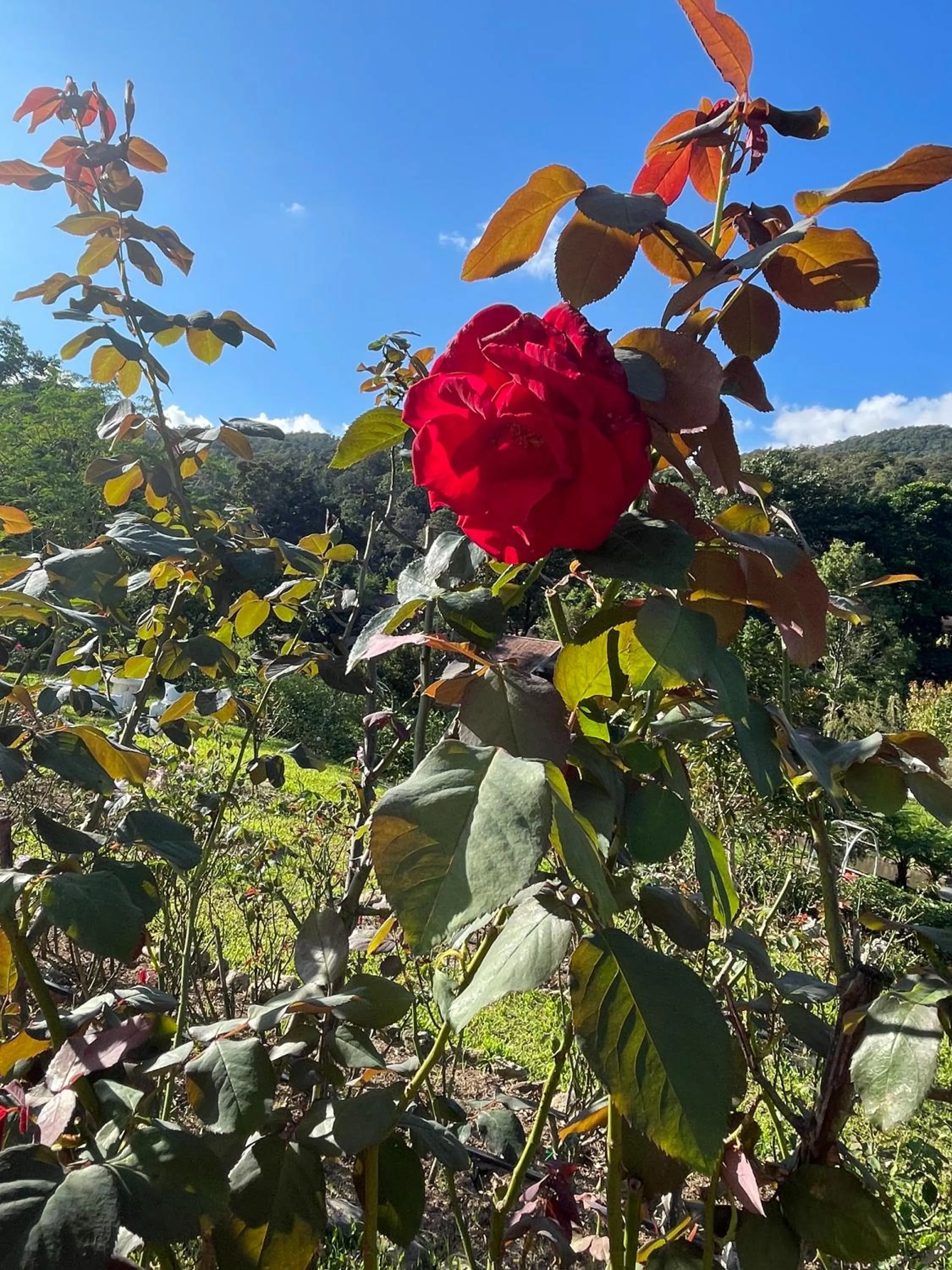 Natural landscape in Tippaya Villa