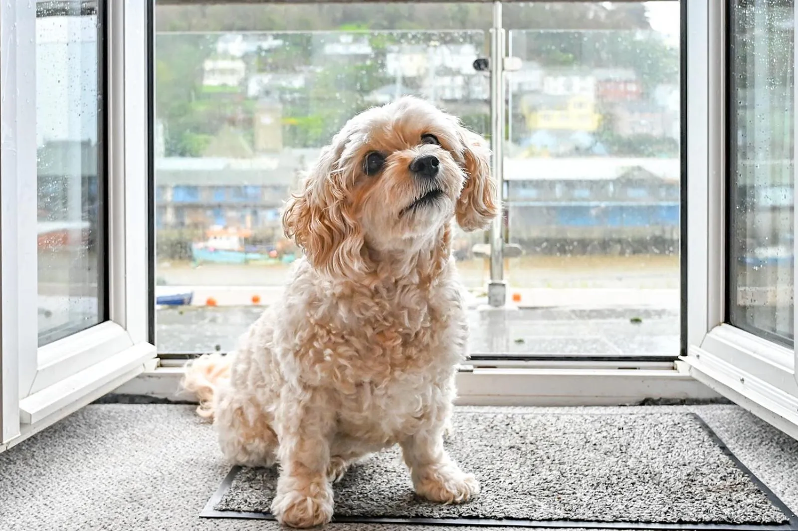 Pets in Portbyhan Hotel