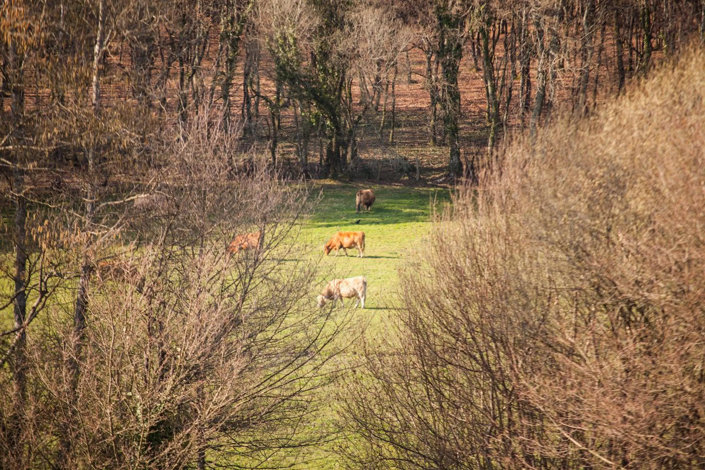 Animals in Pazo de Sedor