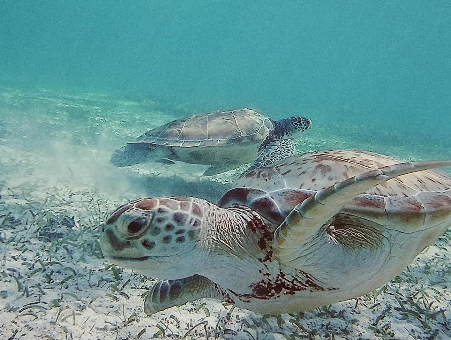 Barefoot Beach Belize