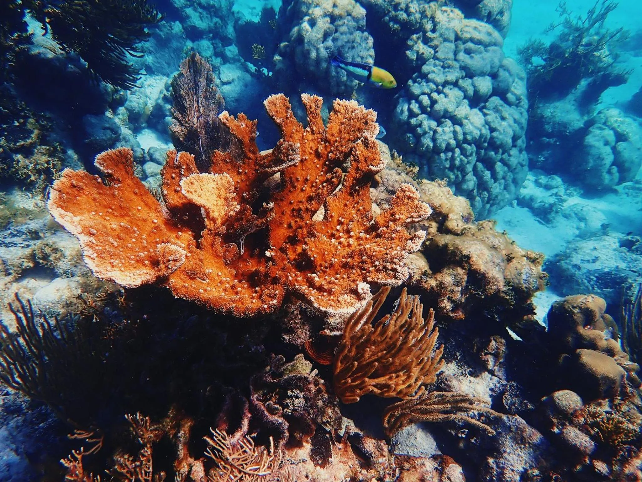 Barefoot Beach Belize