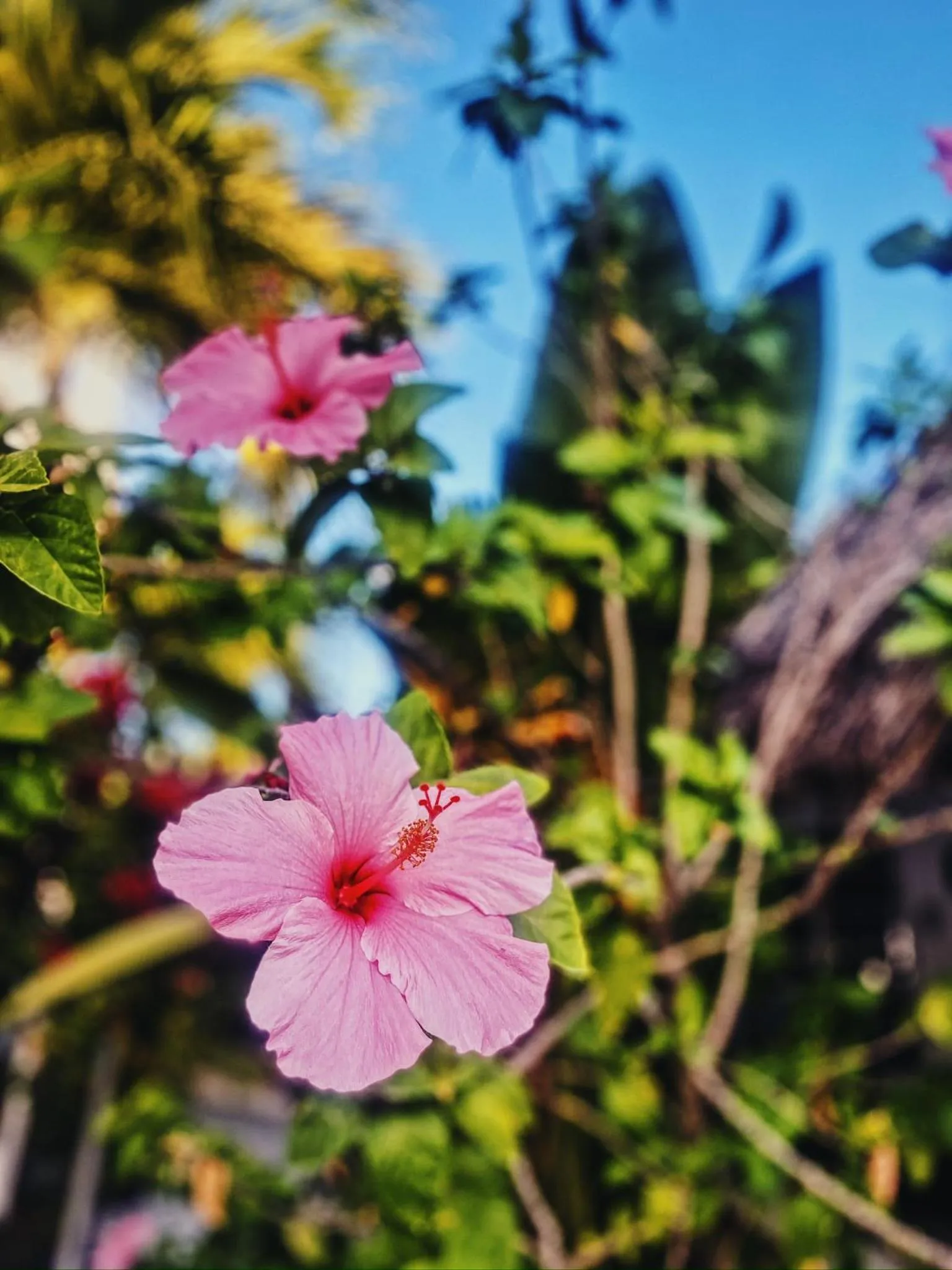 Barefoot Beach Belize