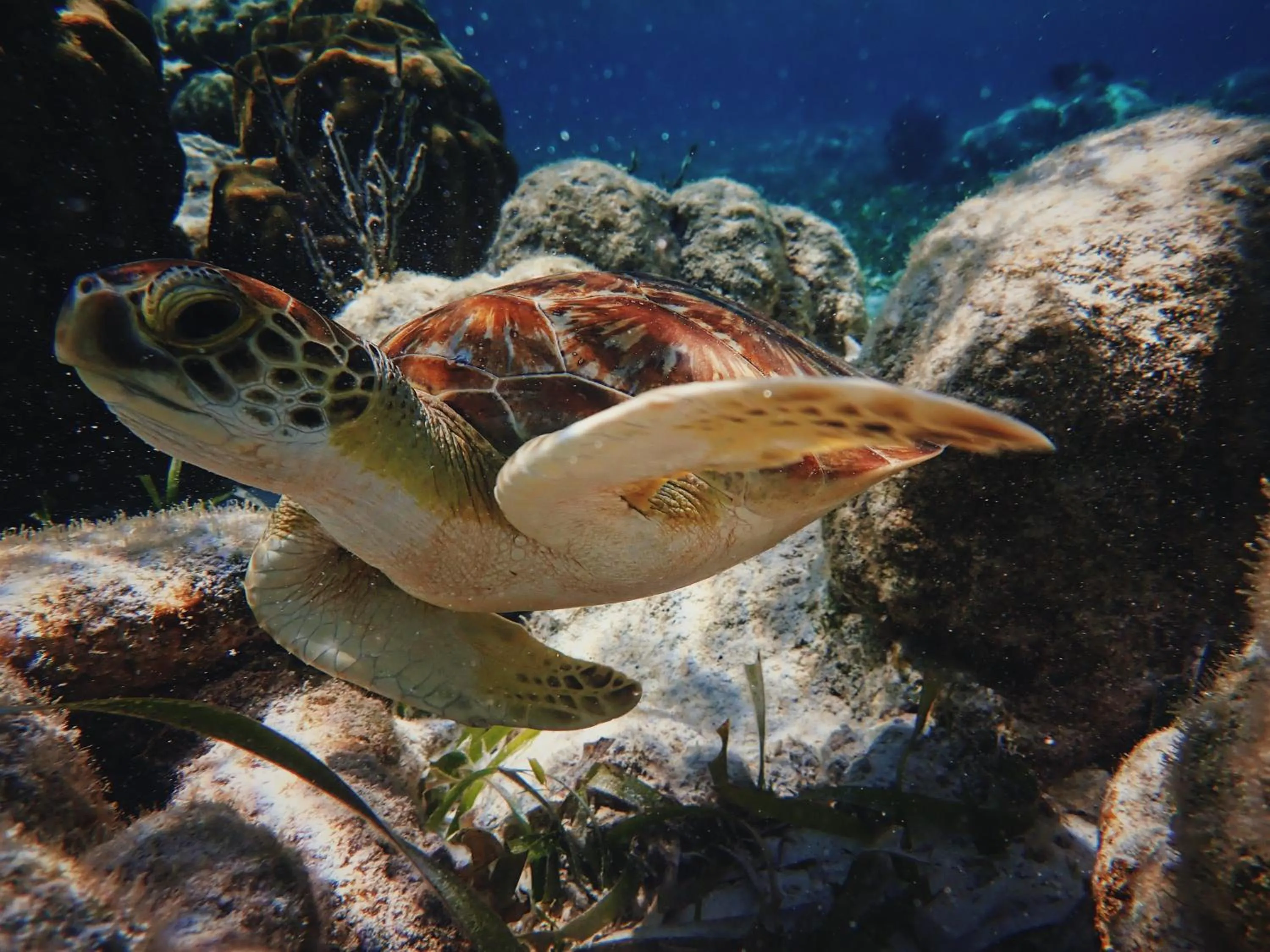 Barefoot Beach Belize
