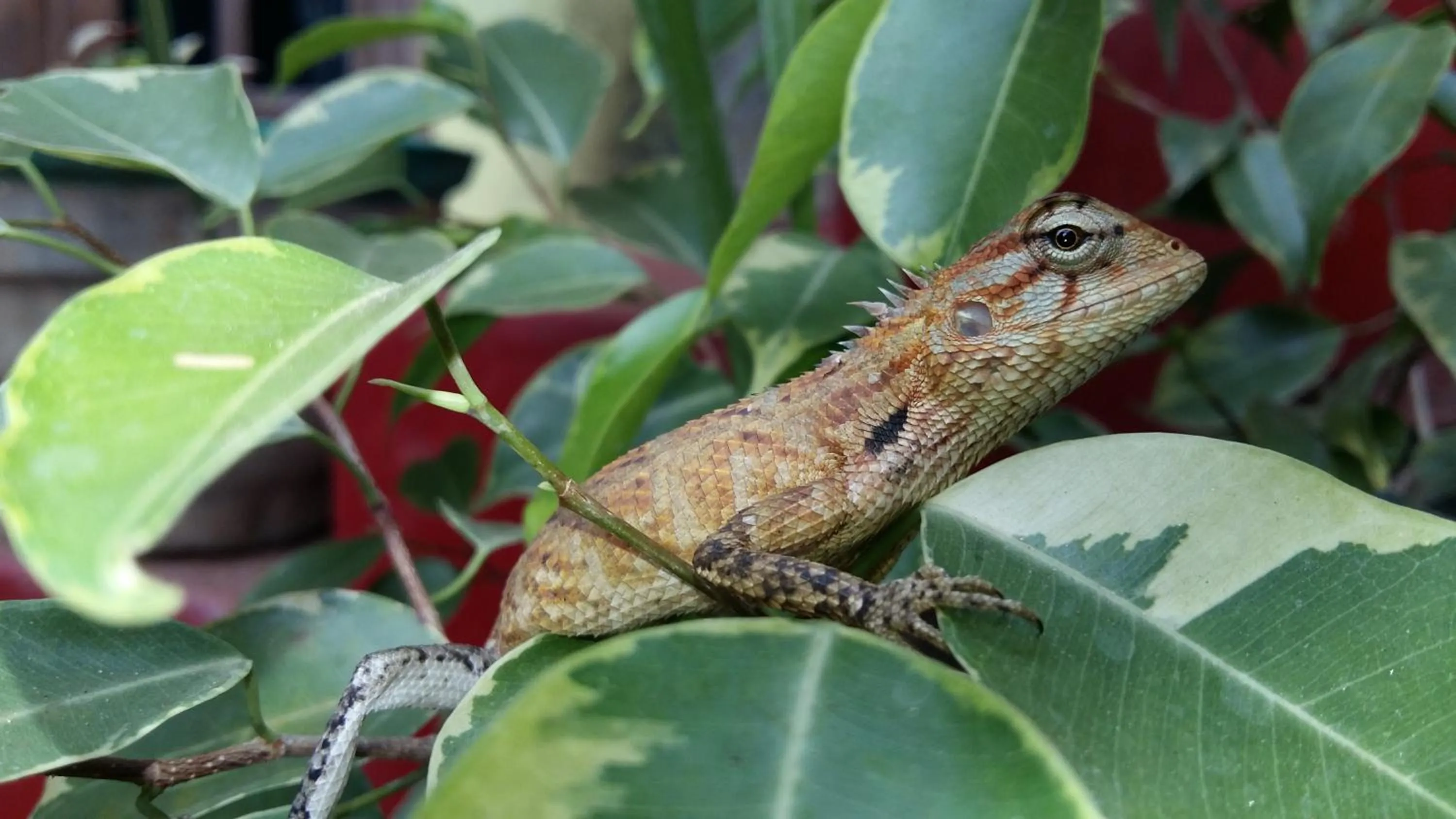 Day in Butterfly Homestead Hotel