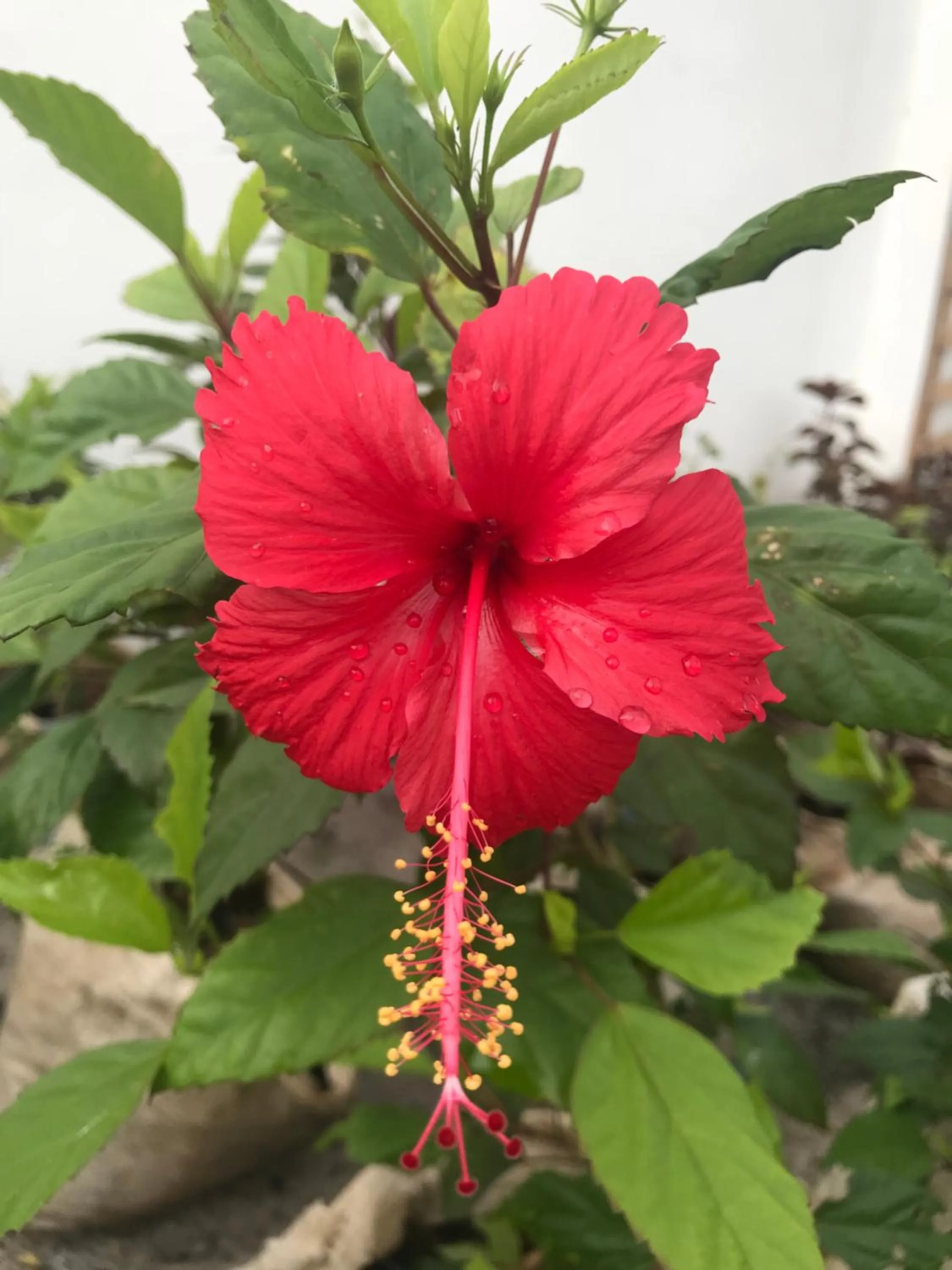 Property building in Isla Bonita Zanzibar Beach Resort