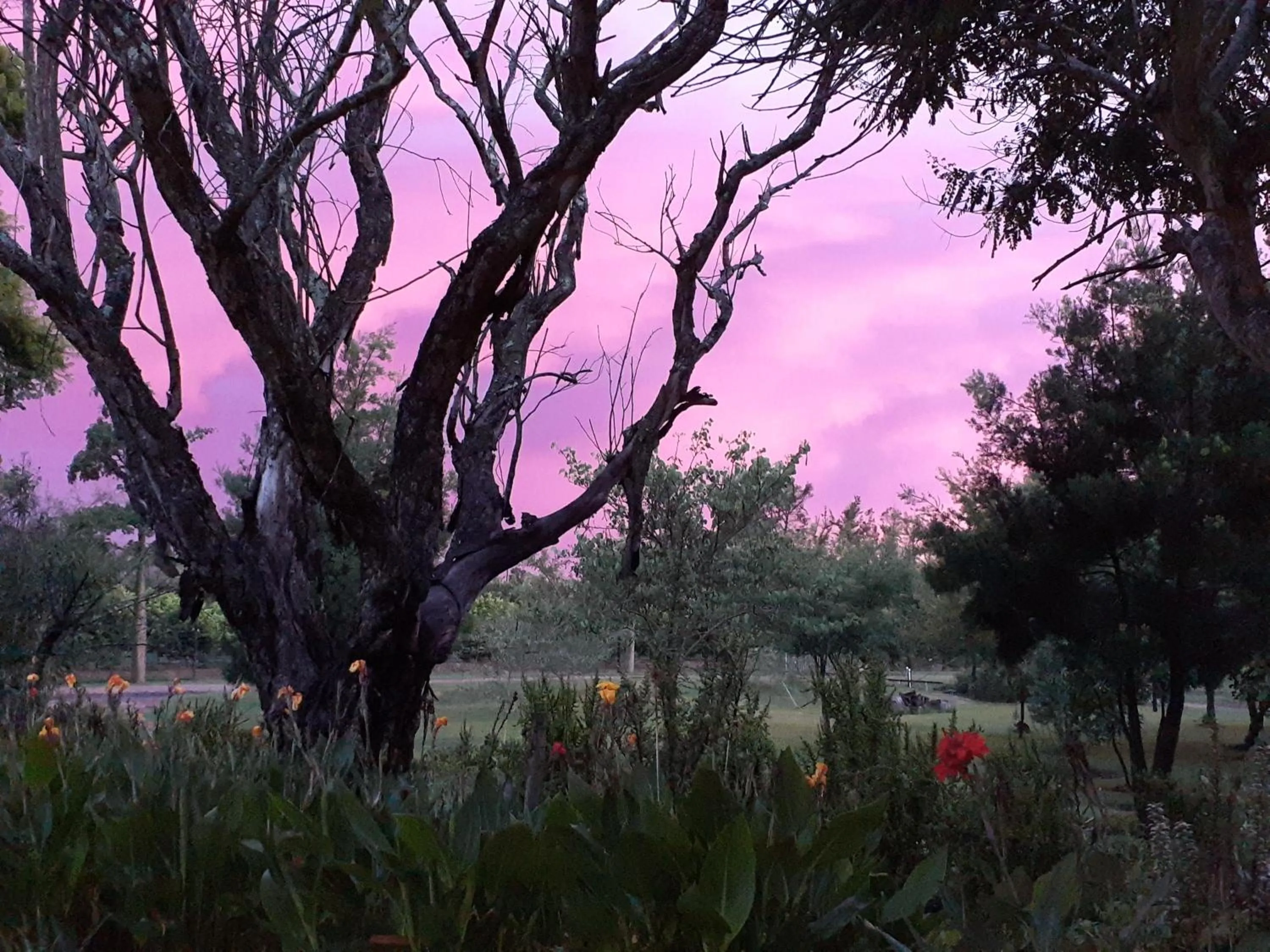 Garden in Gerald's Gift Guest House
