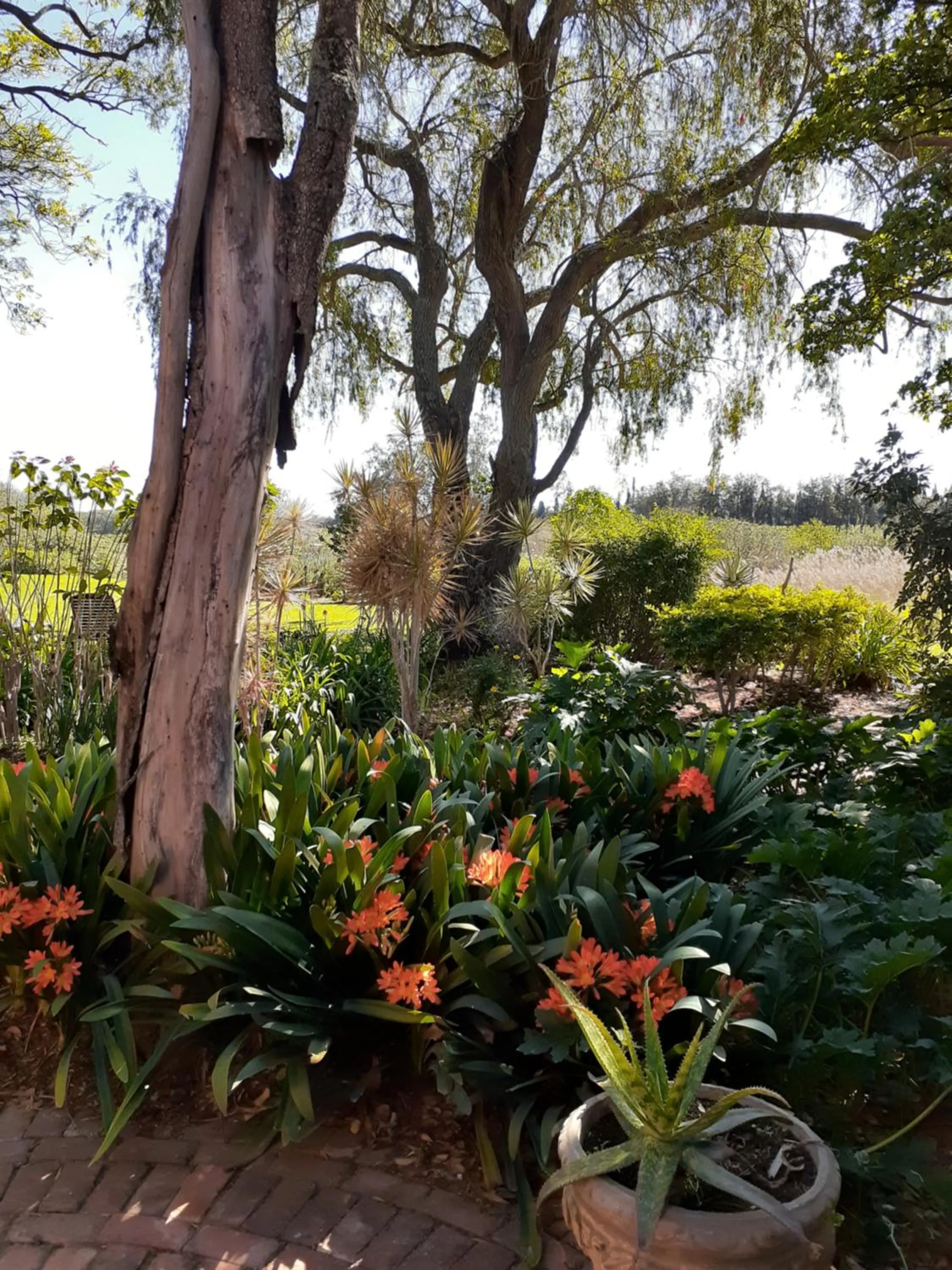 Garden in Gerald's Gift Guest House