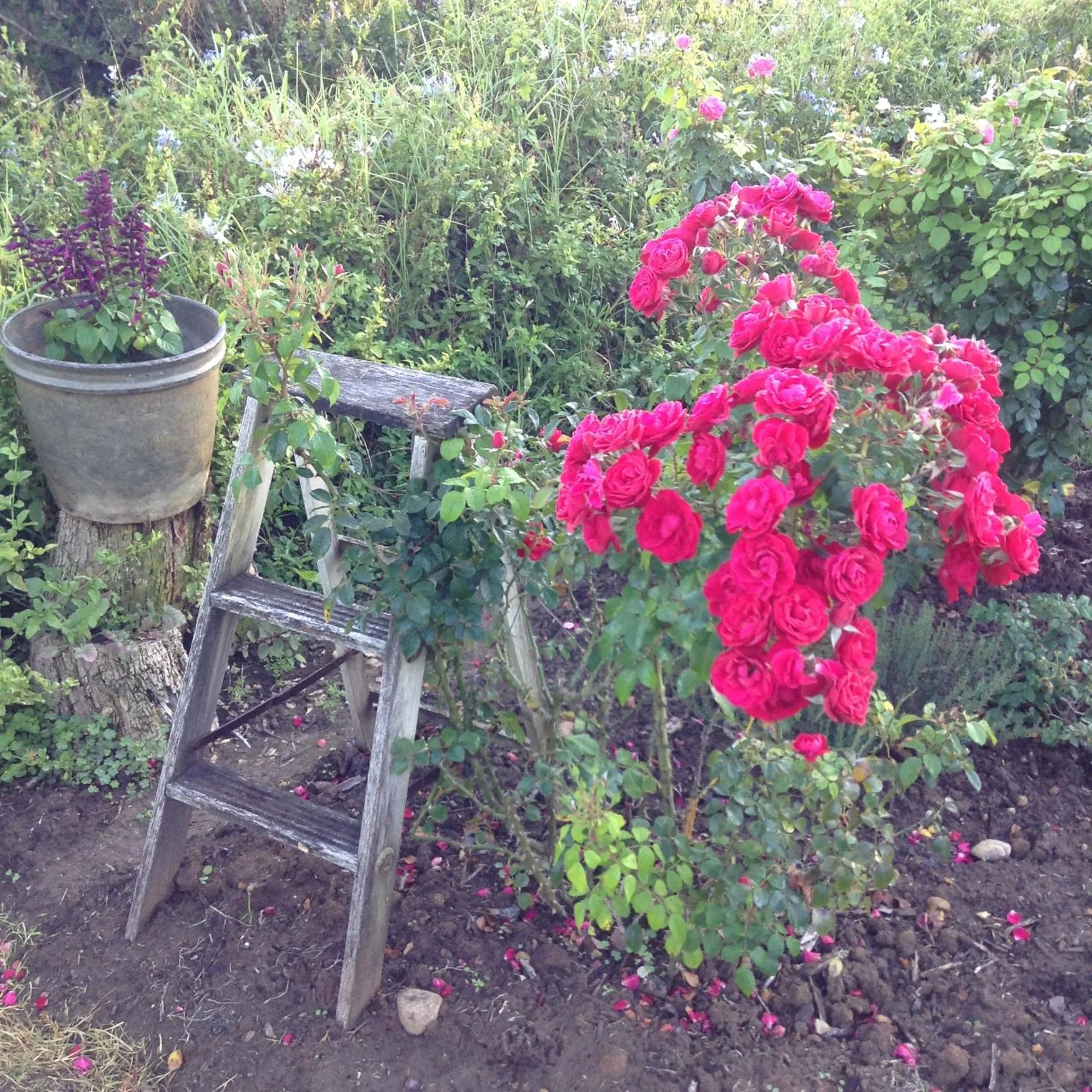 Garden in Gerald's Gift Guest House