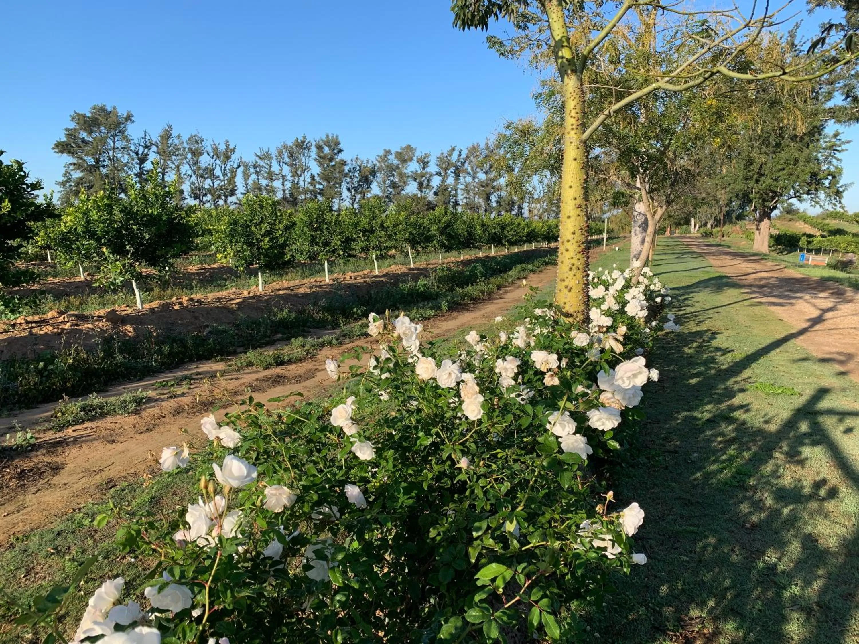 Garden in Gerald's Gift Guest House