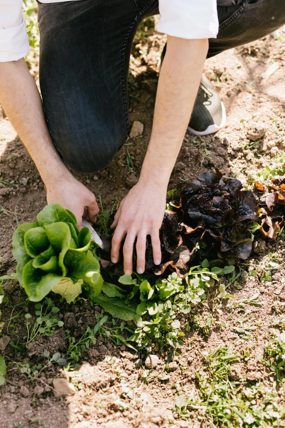 Garden view in La Garriga de Castelladral