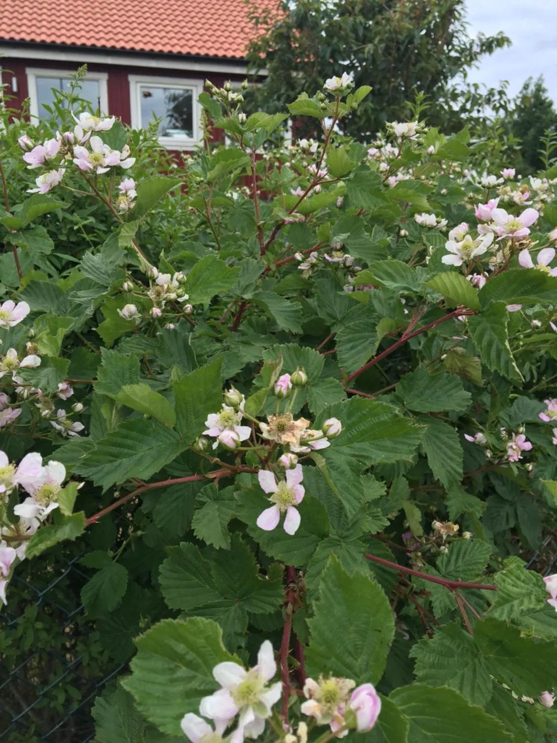 Spring in Mellbystrand Vandrarhem