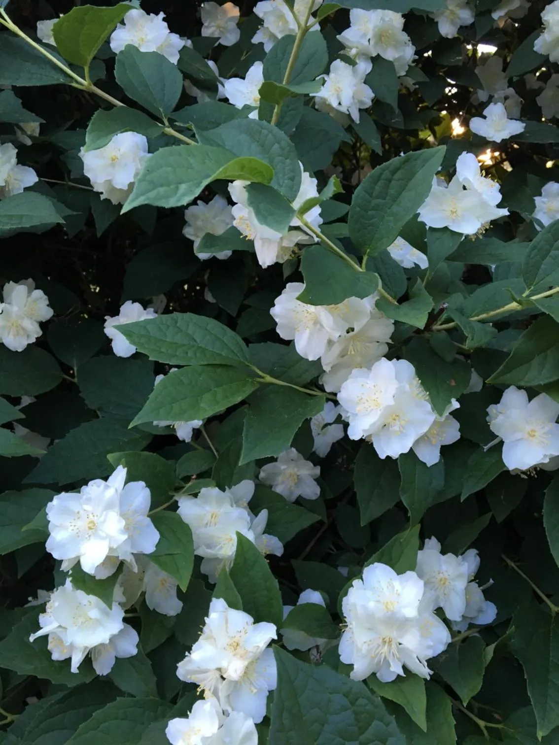 Spring in Mellbystrand Vandrarhem