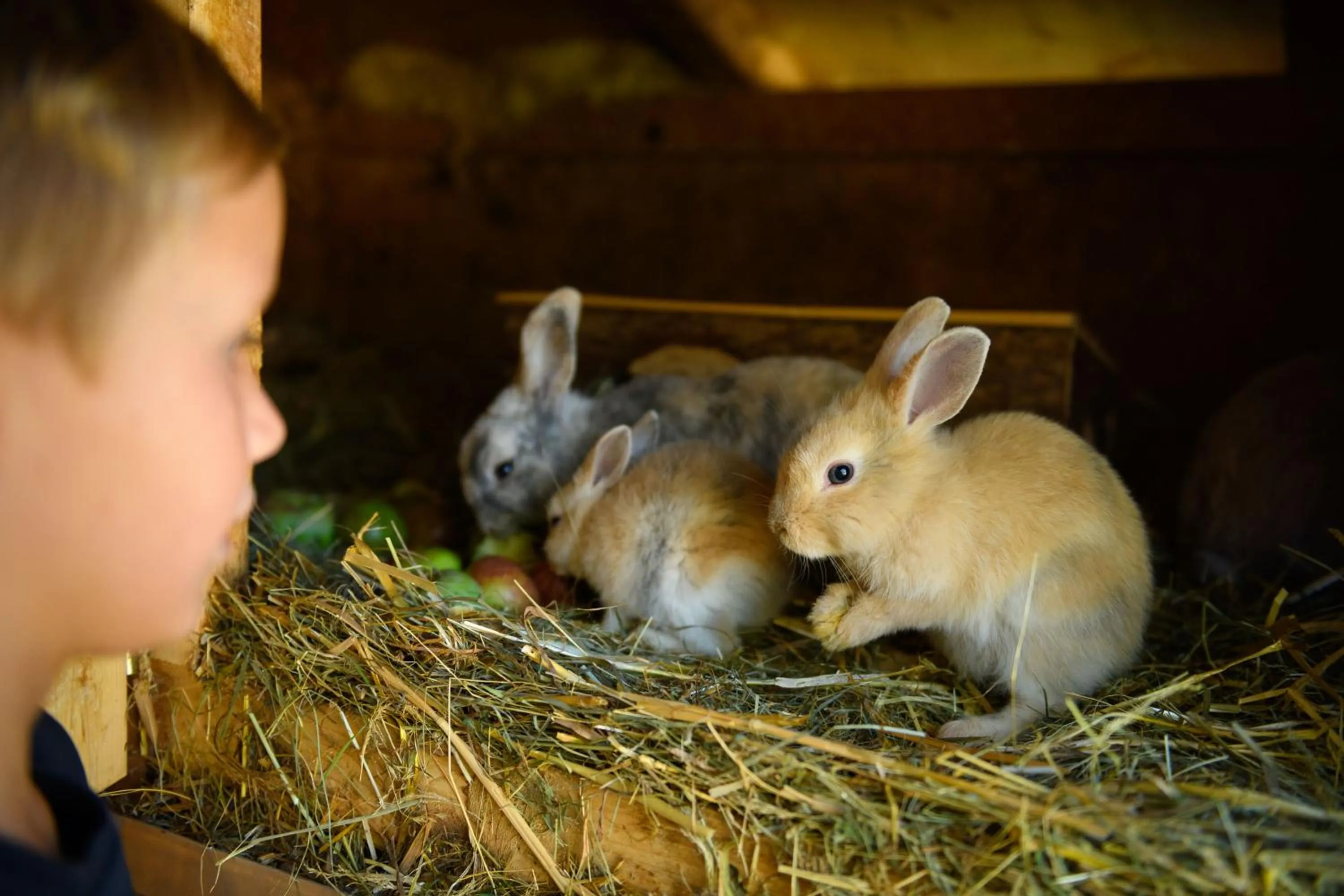 Animals in Wohlfühlresort und Feriengut Martinerhof