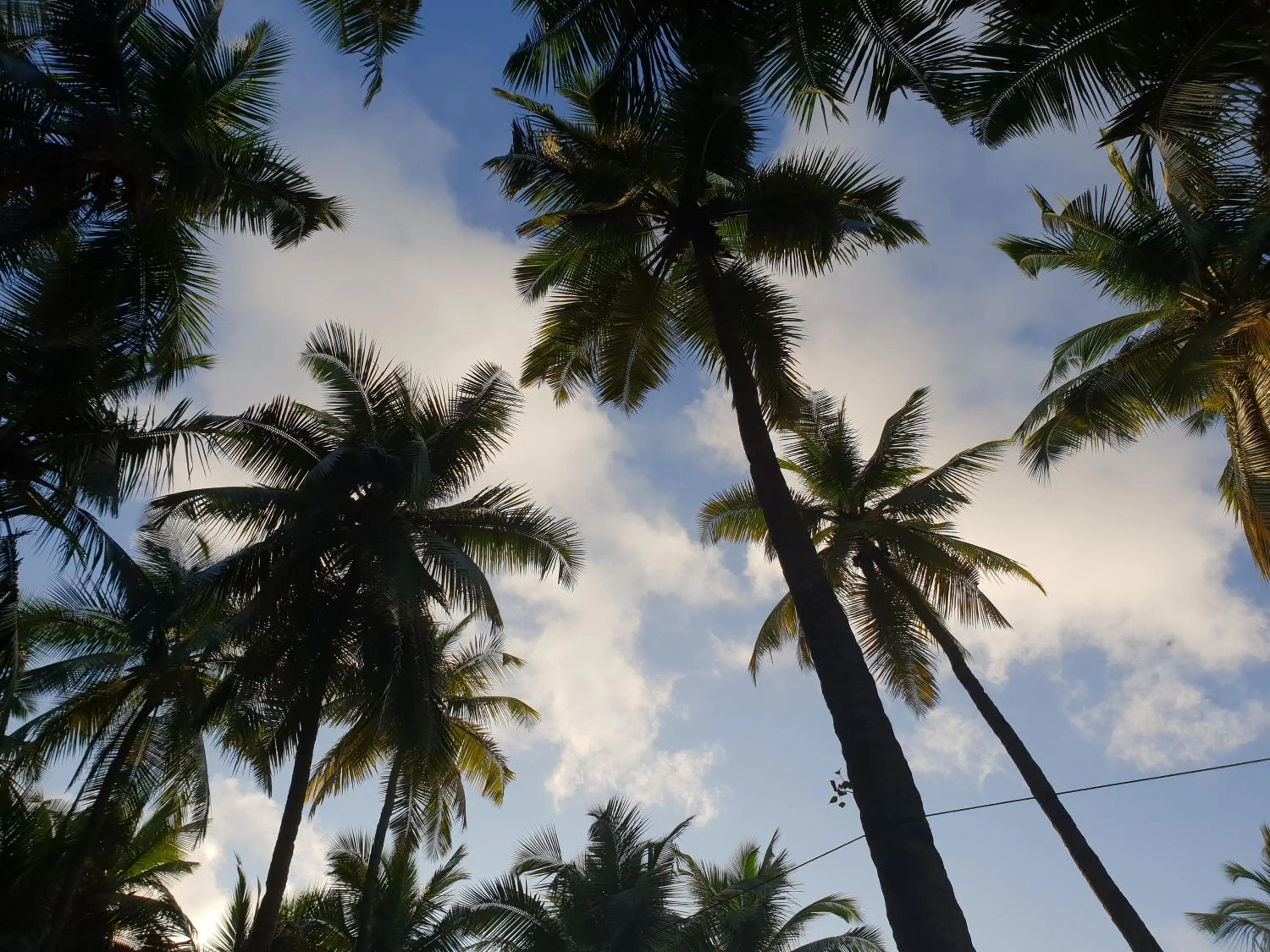 Garden in Palm Forest Palolem