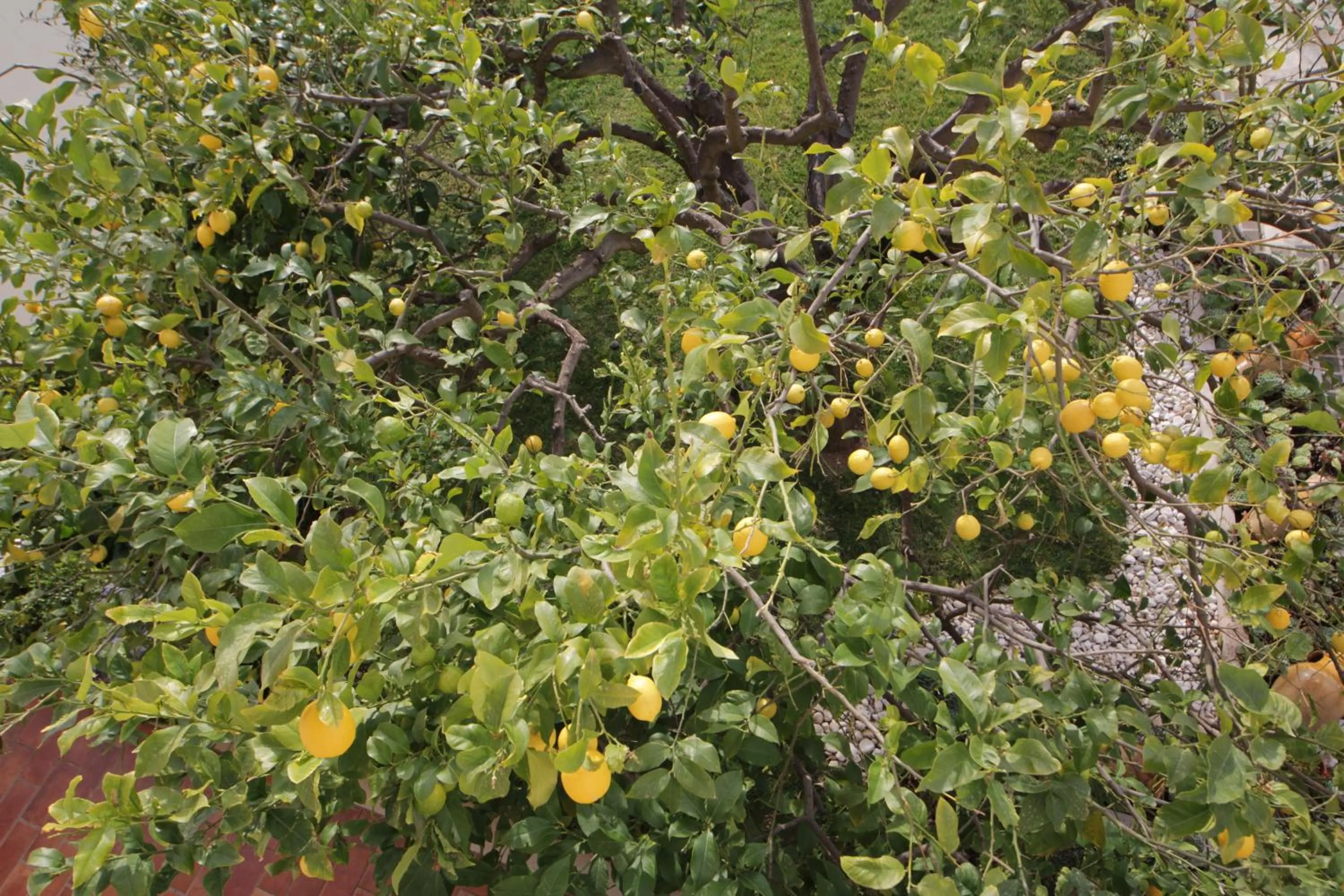 Garden view in B&B La Rosa Blu