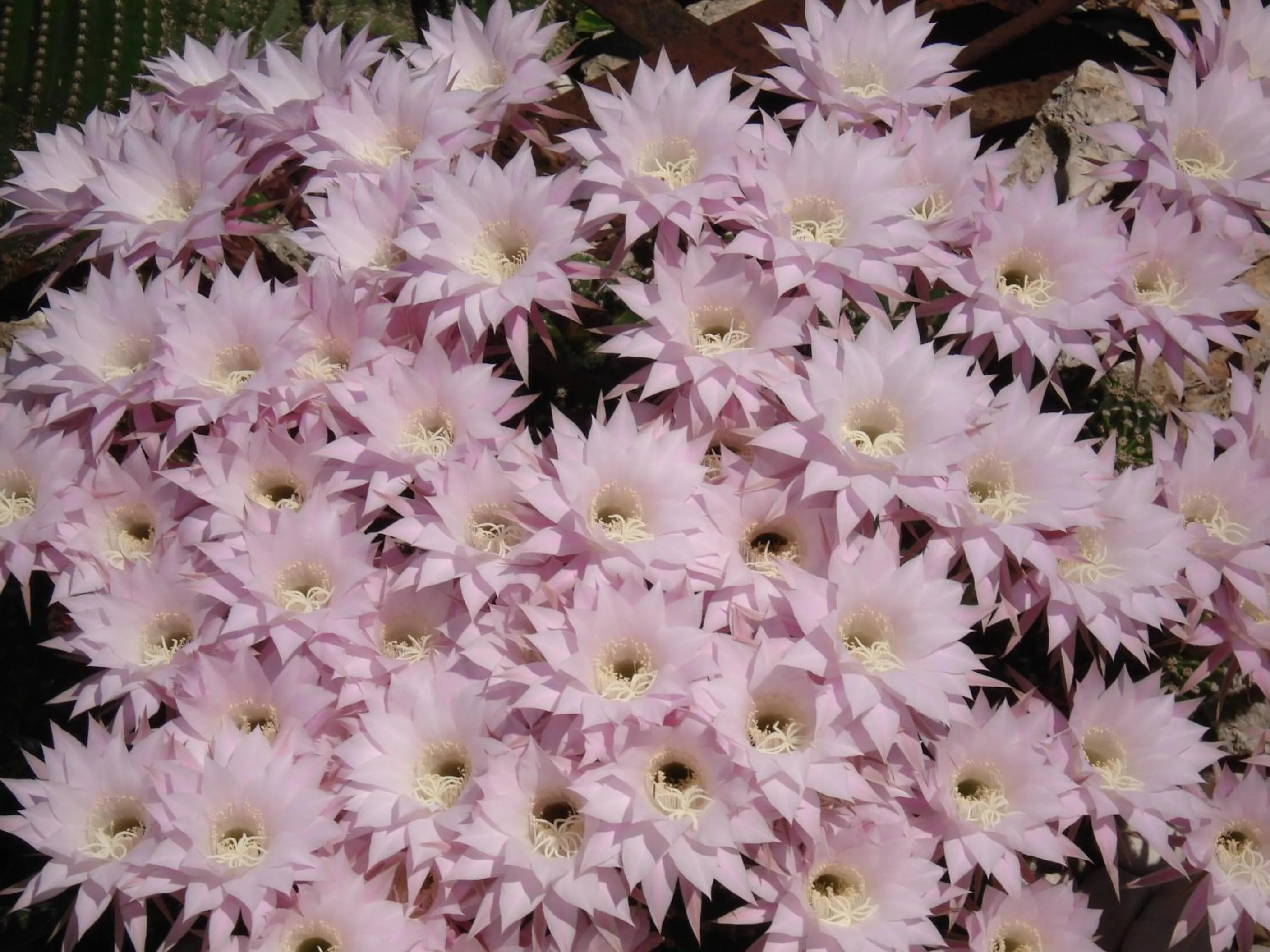 Garden in B&B La Rosa Blu