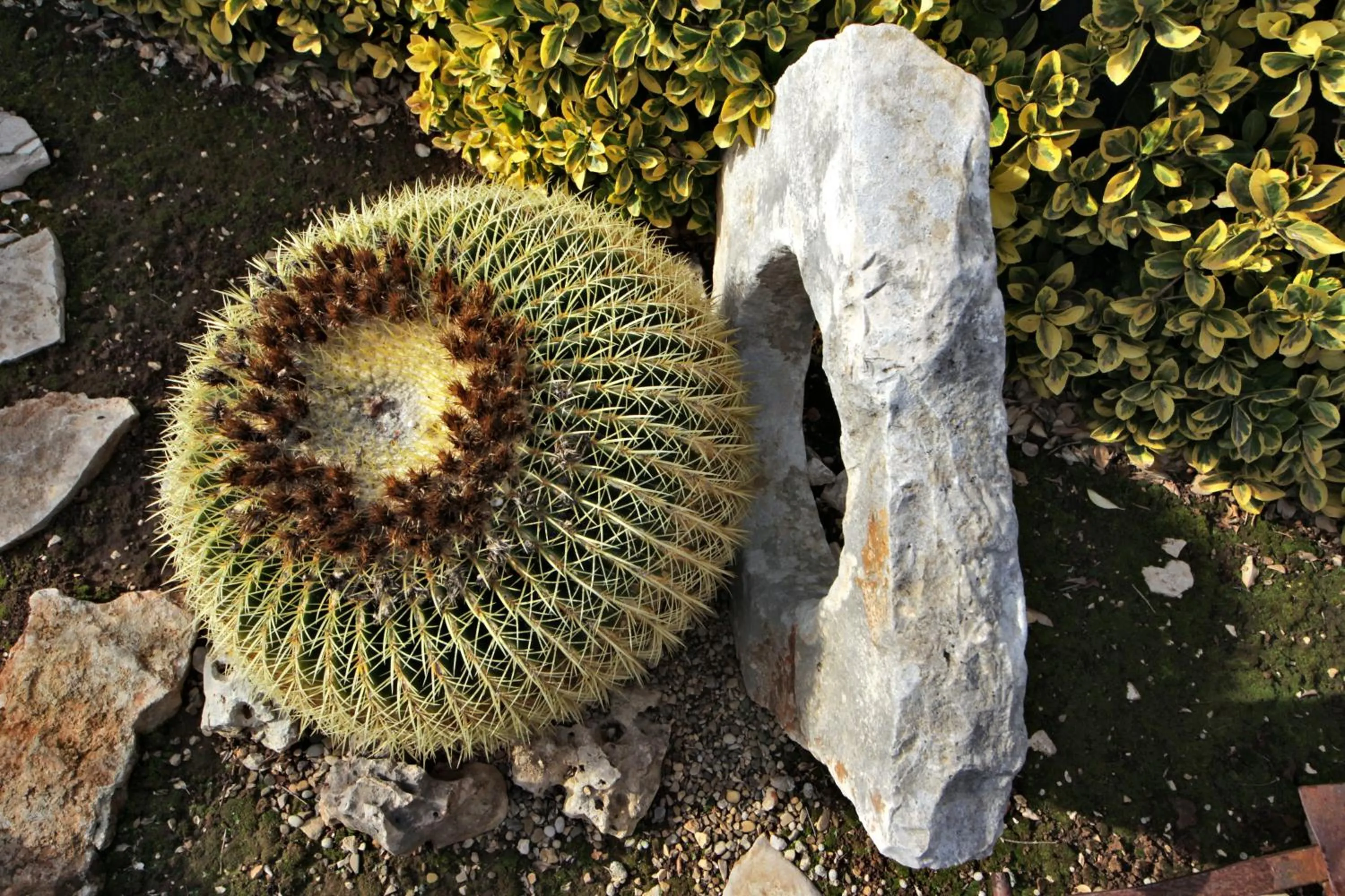 Garden view in B&B La Rosa Blu