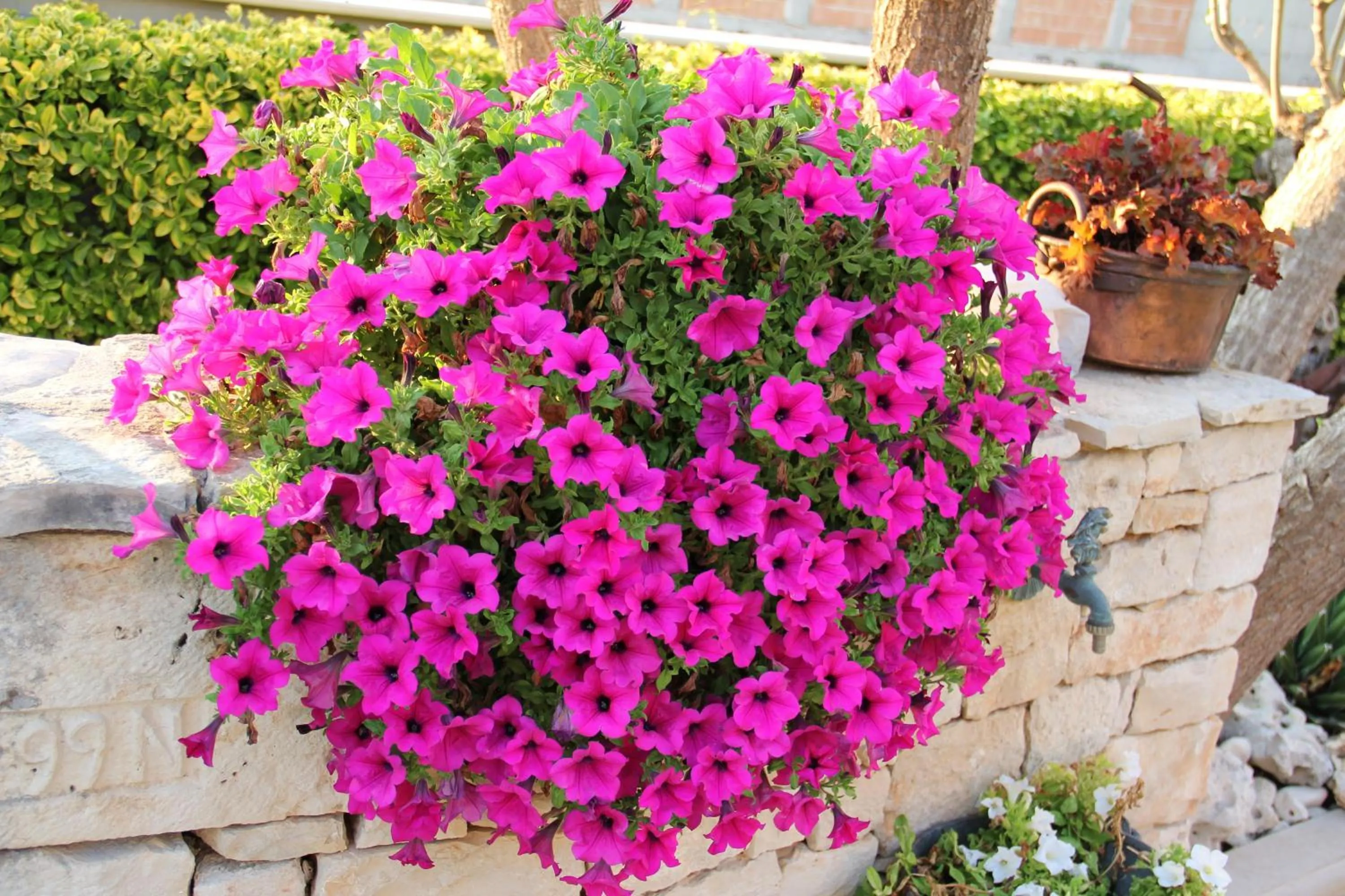 Garden in B&B La Rosa Blu