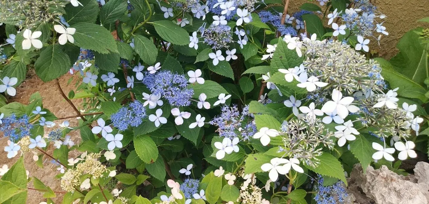 Garden in Pension Badawa