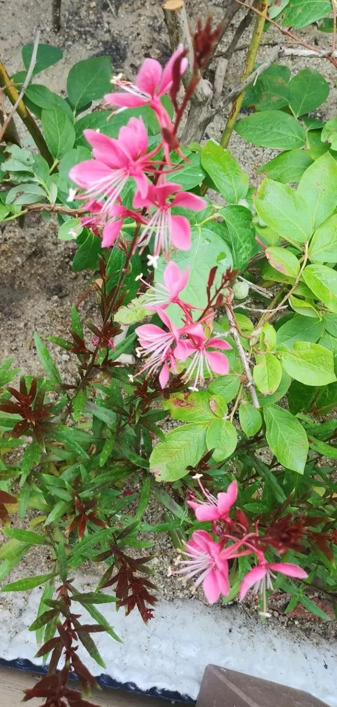 Garden in Pension Badawa