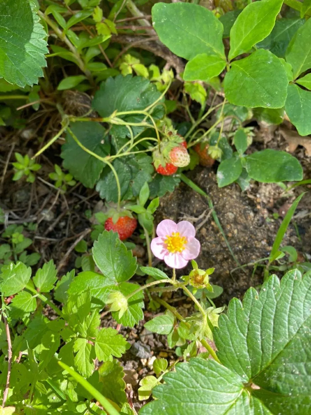 Garden in Pension Badawa
