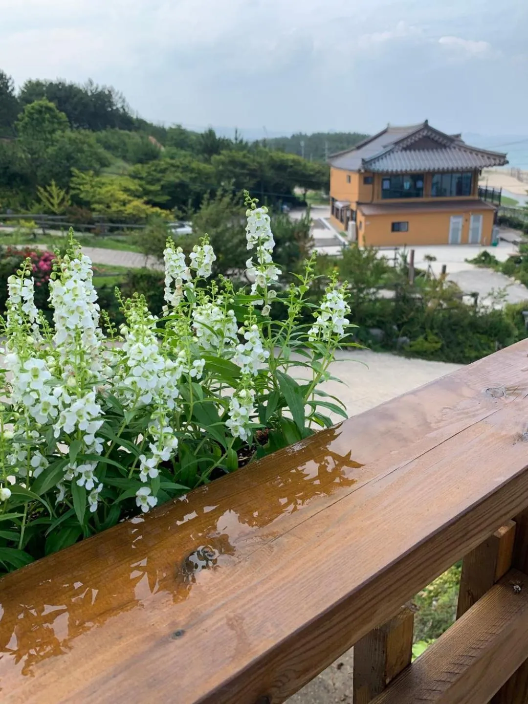 Balcony/Terrace in Pension Badawa