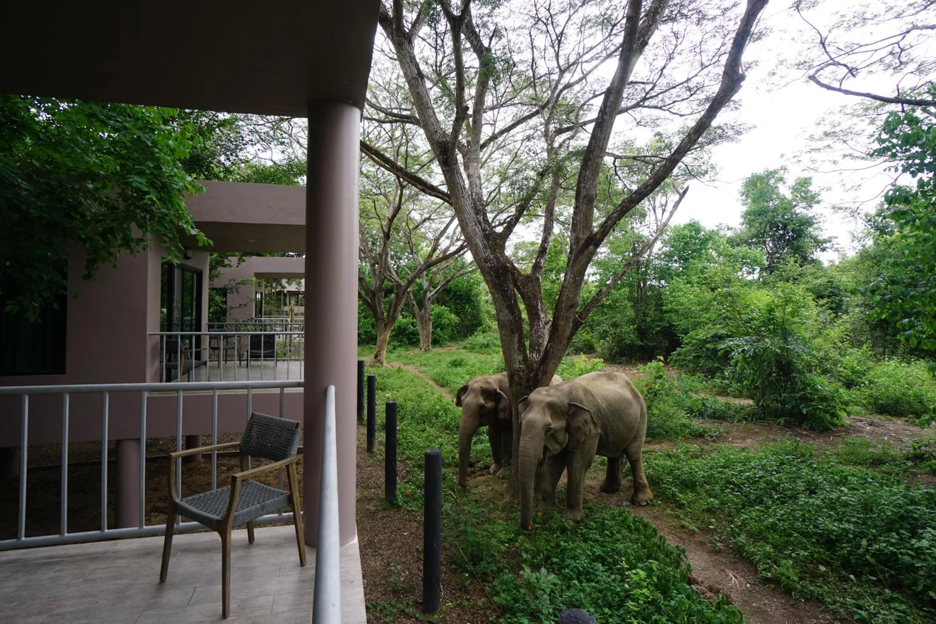 Balcony/Terrace in I love phants Lodge