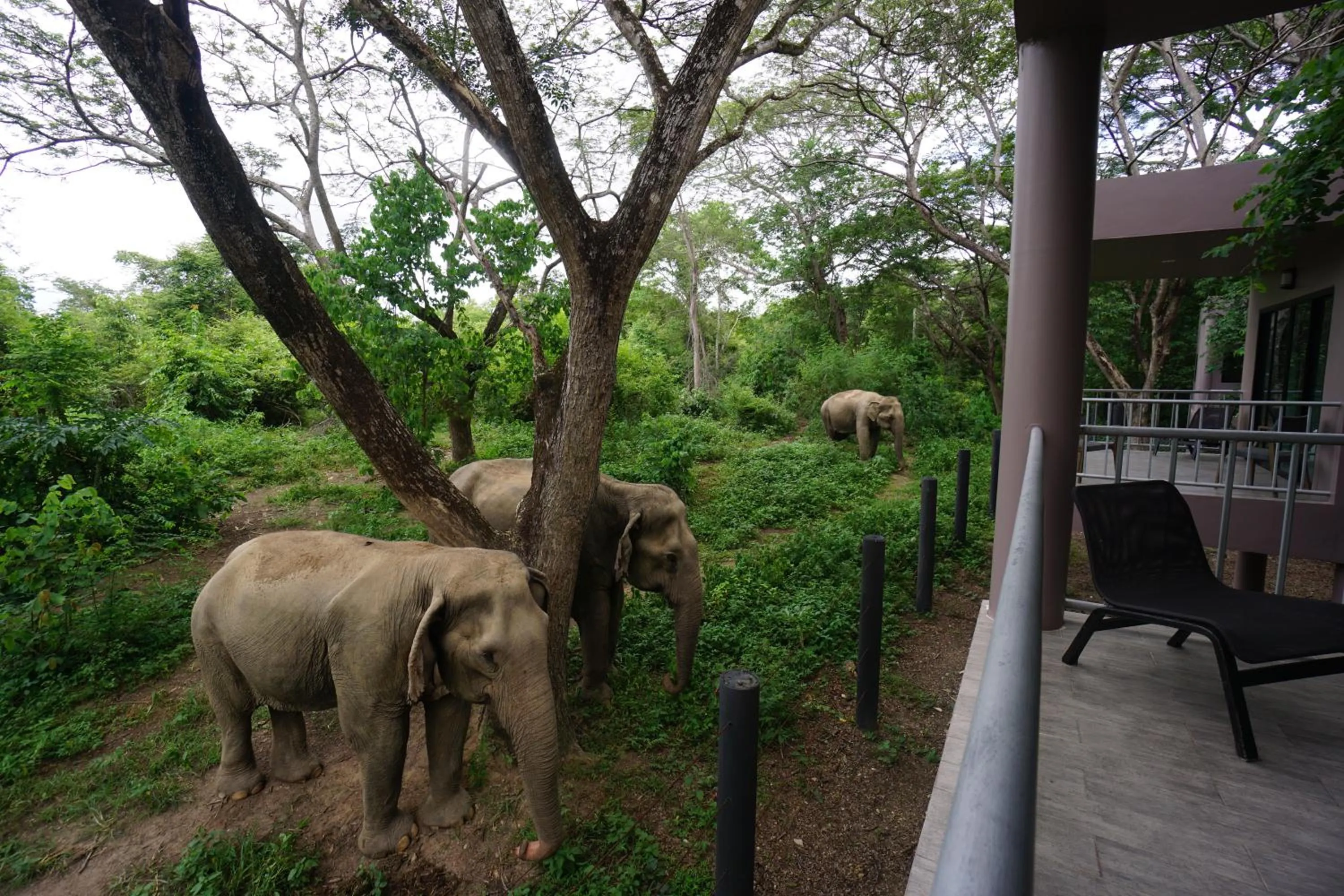 Balcony/Terrace in I love phants Lodge