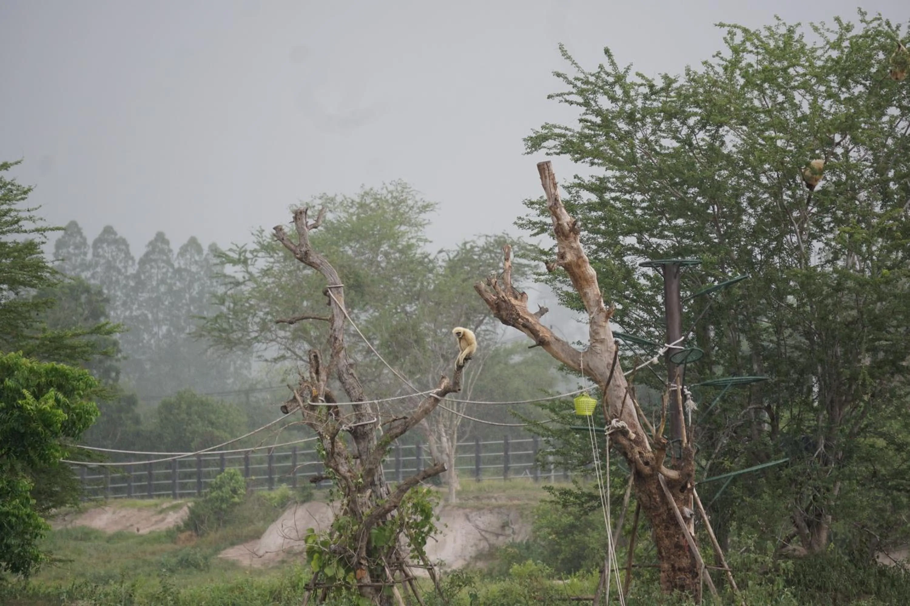 Animals in I love phants Lodge