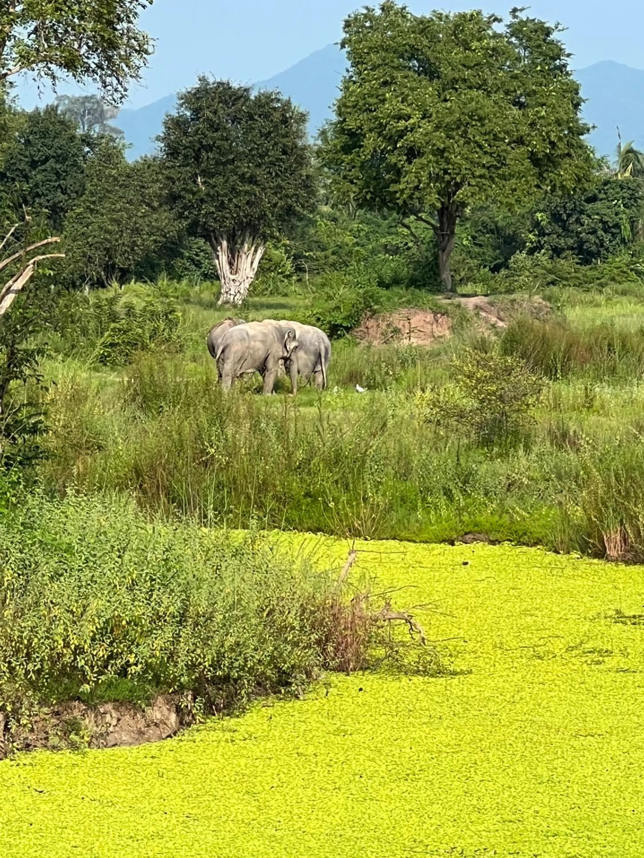 Natural landscape in I love phants Lodge