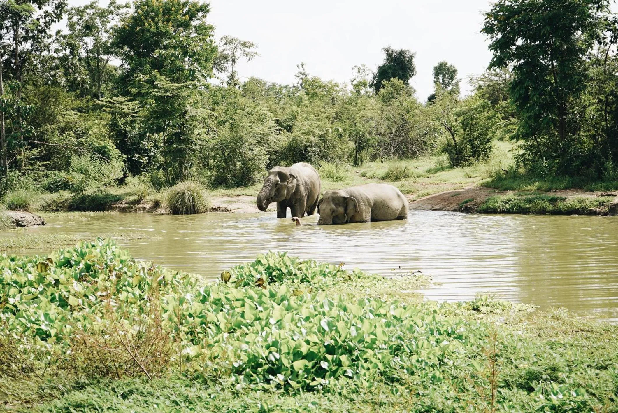 Natural landscape in I love phants Lodge