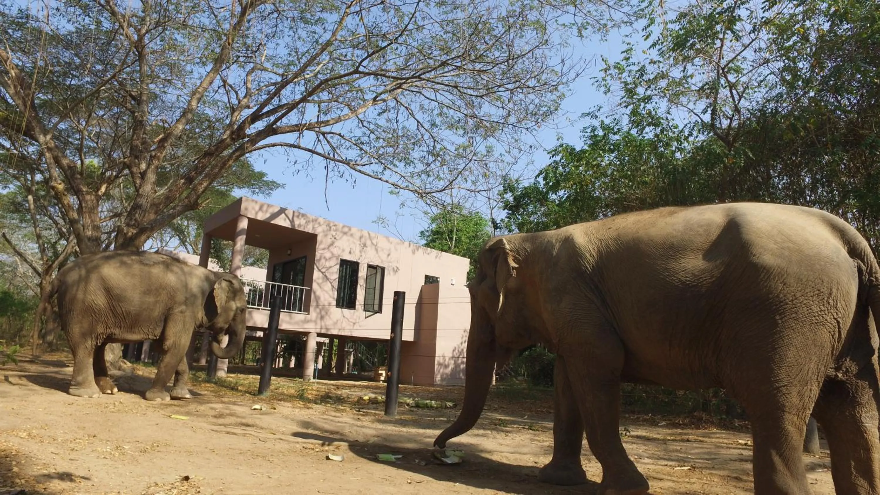 Property building in I love phants Lodge