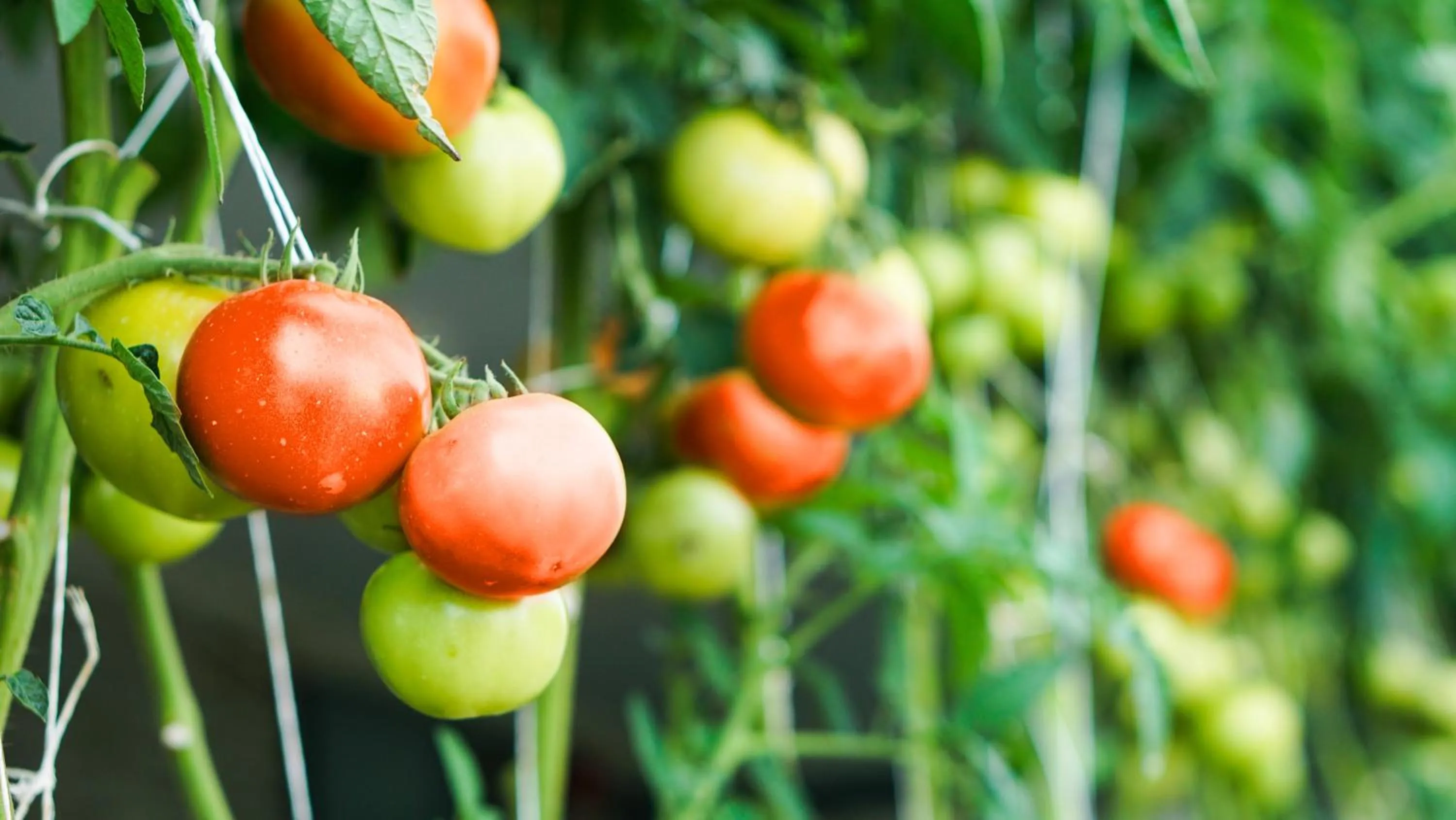 Garden in Ladalat Hotel