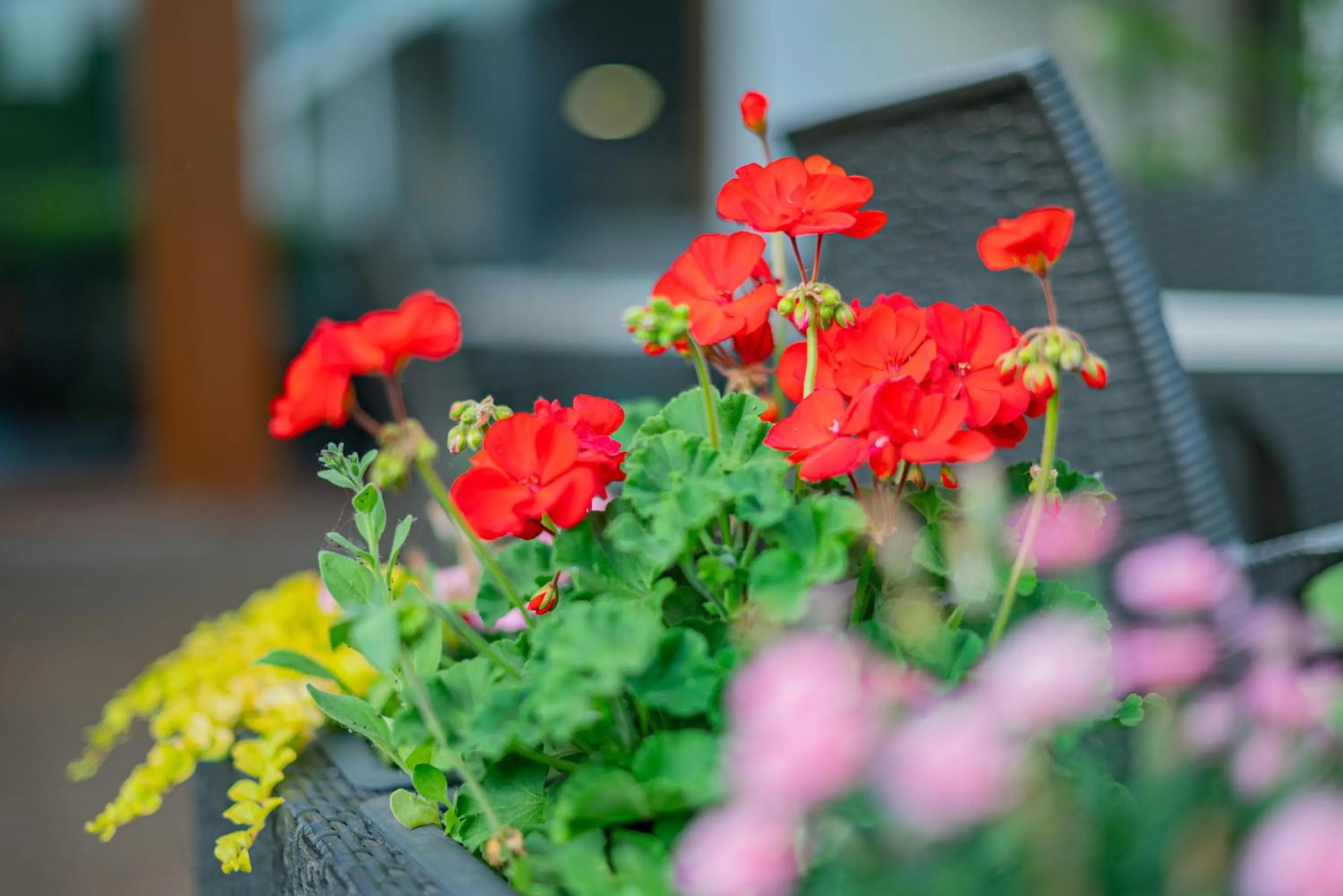 Restaurant/places to eat in Hotel Bonvino Badacsony