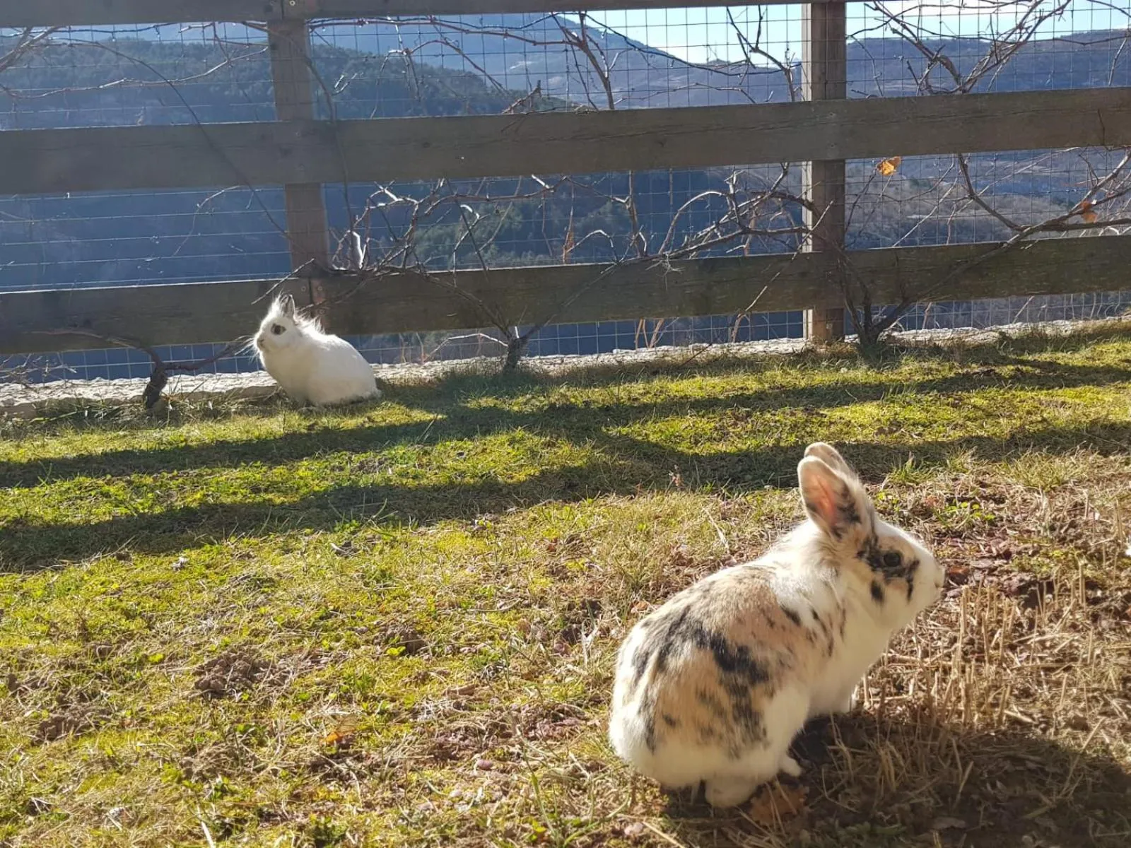 Pets in Appartamenti Camere Masi Brenta