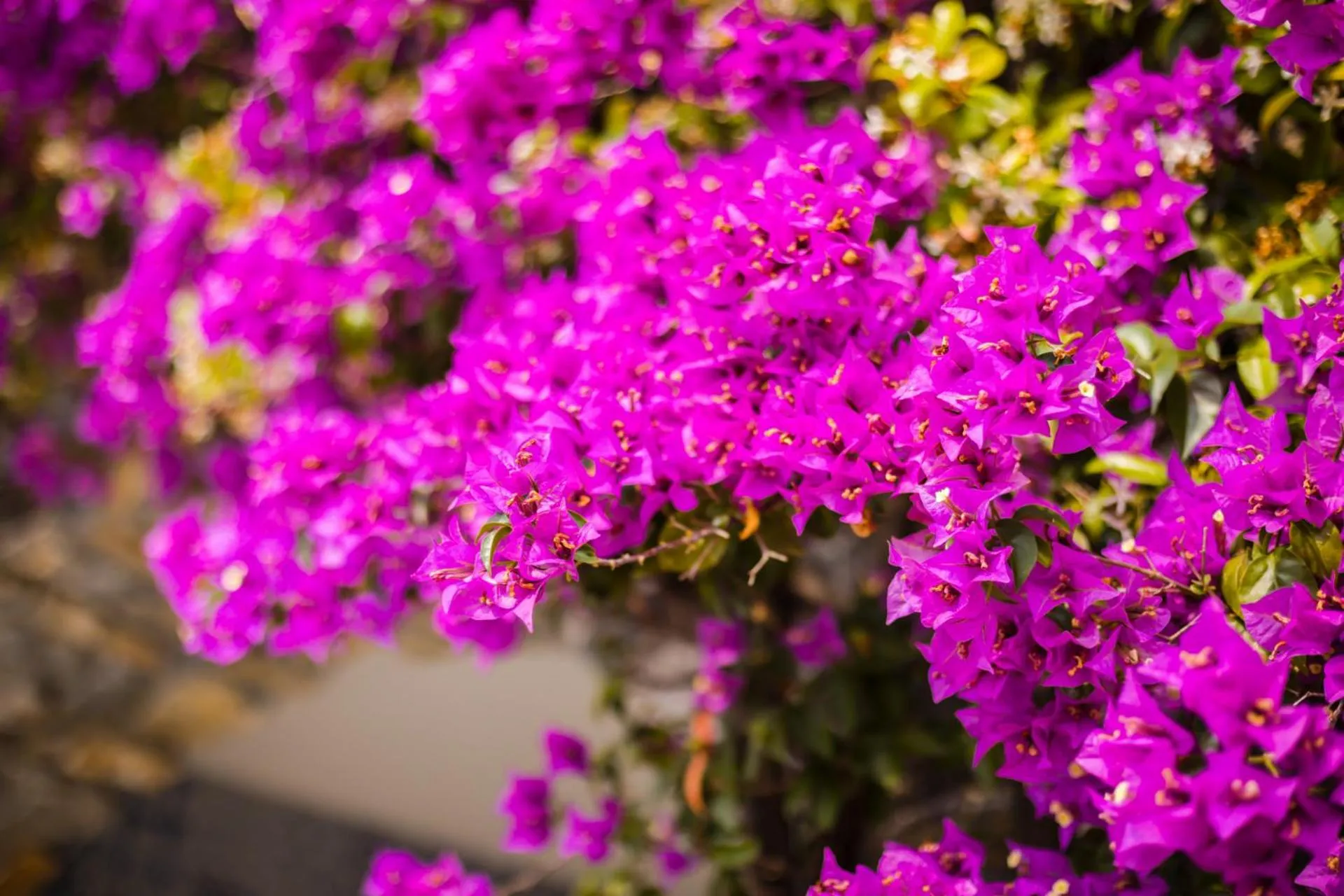 Natural landscape in Borgo di Fiuzzi Resort & SPA