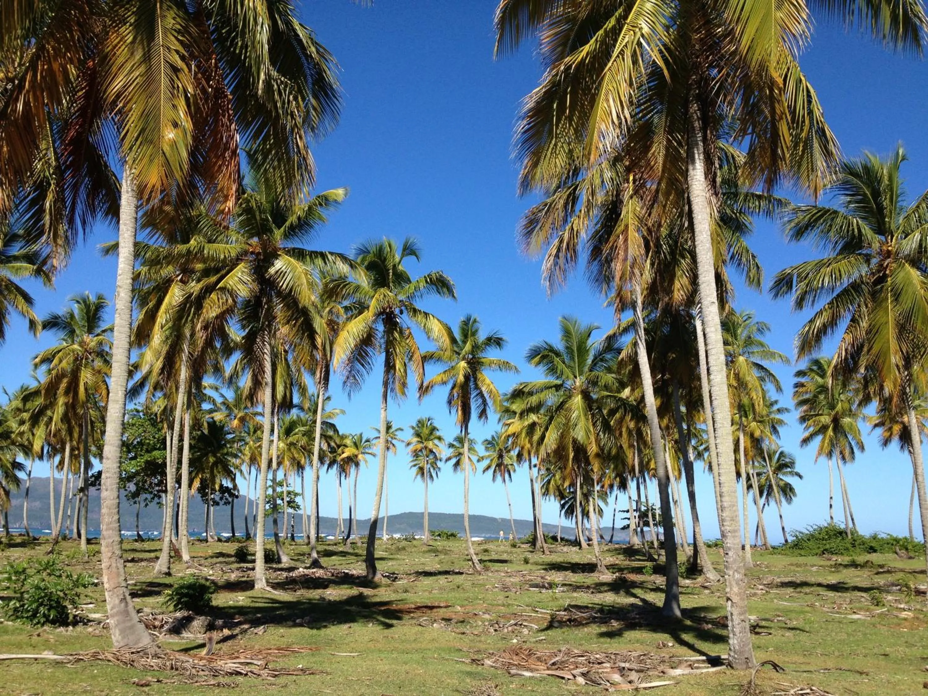 Garden in Villa La Caleta