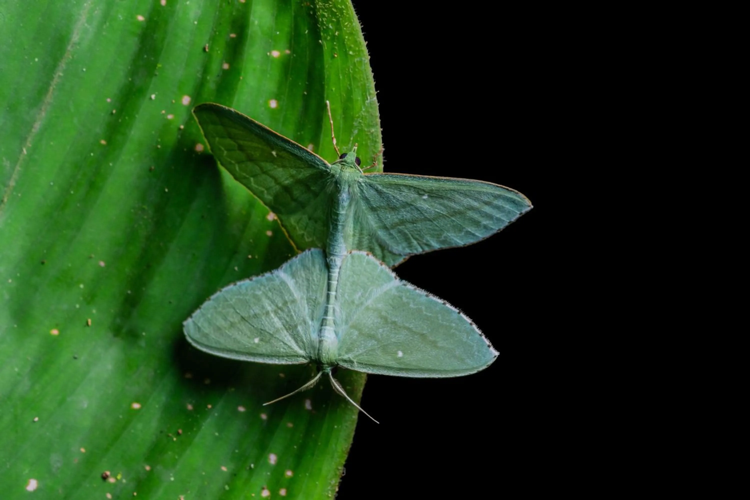 Night in Hamadryade Lodge