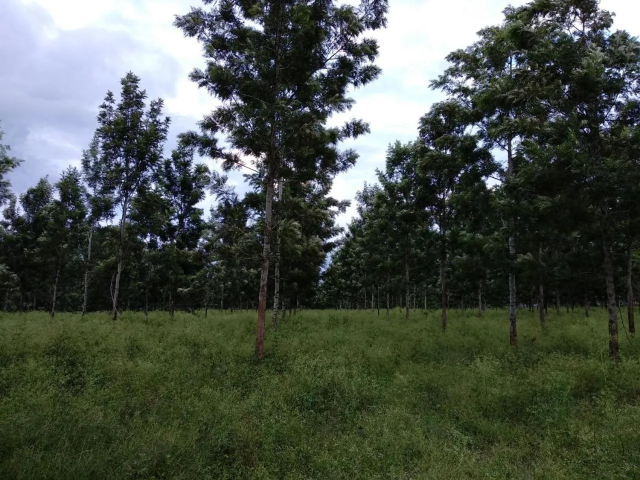 Property building in Singaras Coffee Country