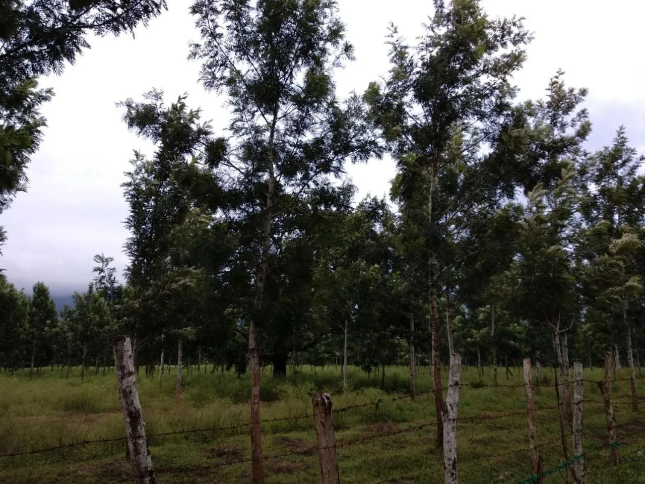 Property building in Singaras Coffee Country