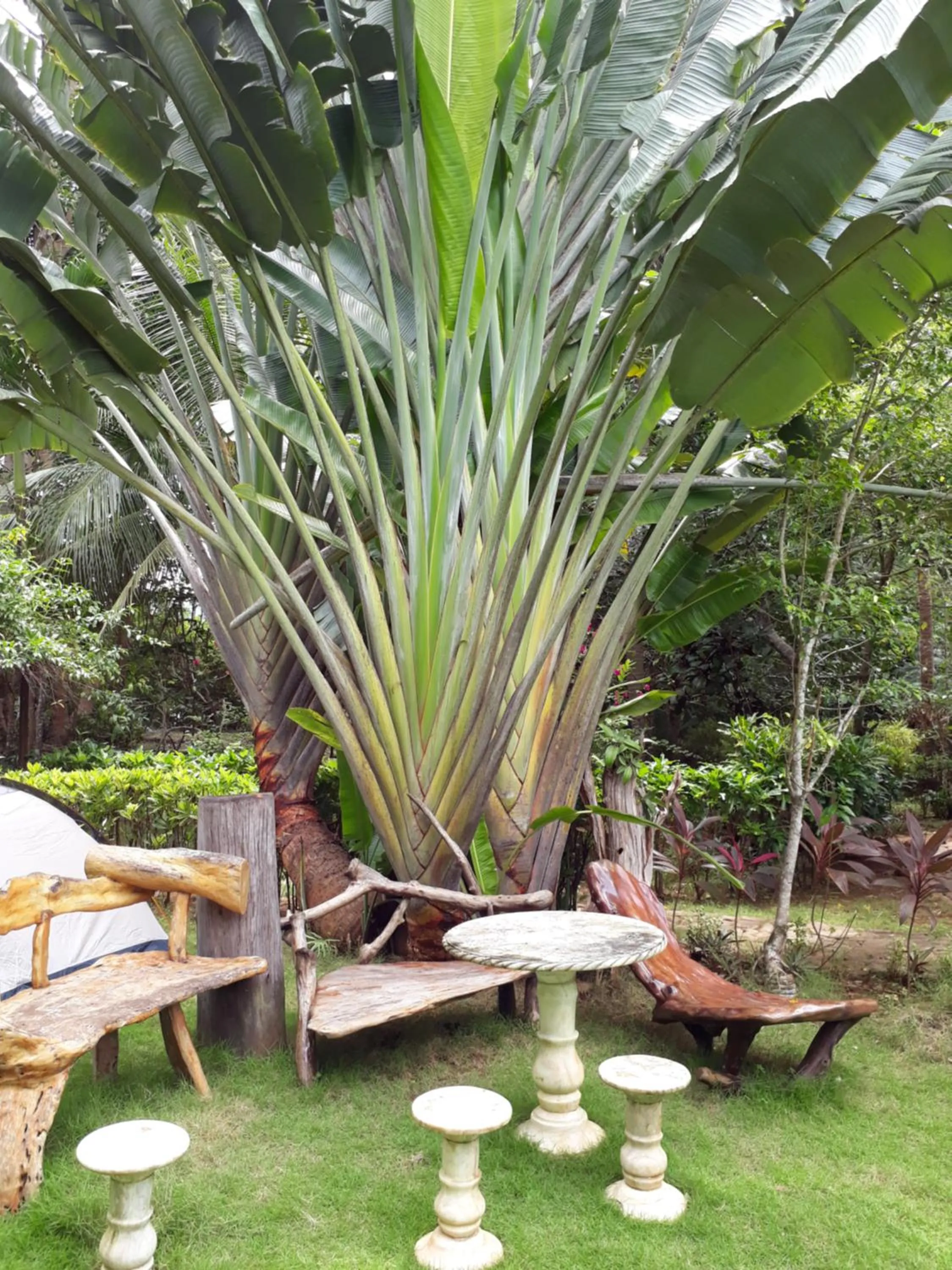 Garden in Dabdab Tourist Inn