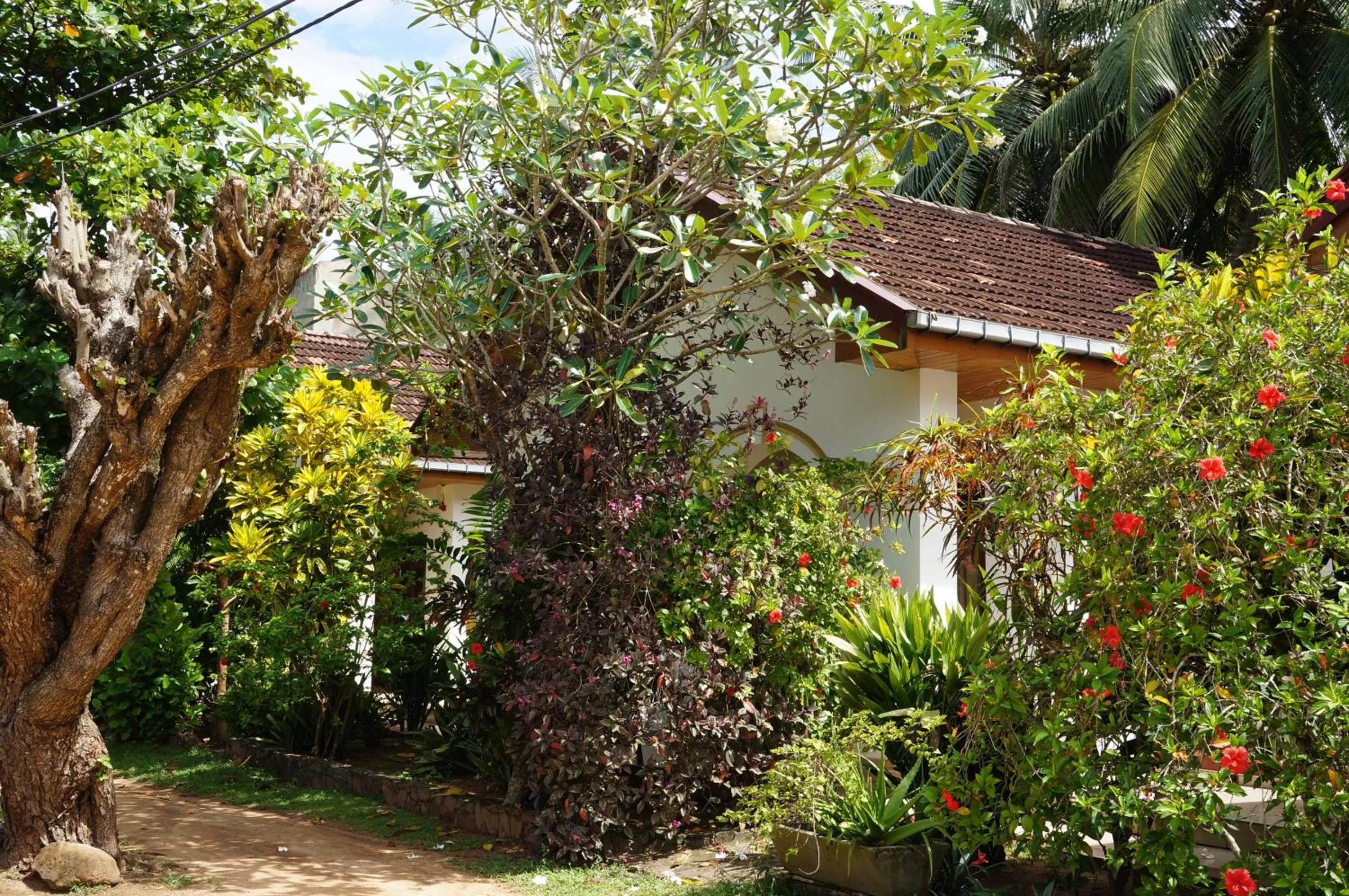 Garden view in Tandem Guesthouse
