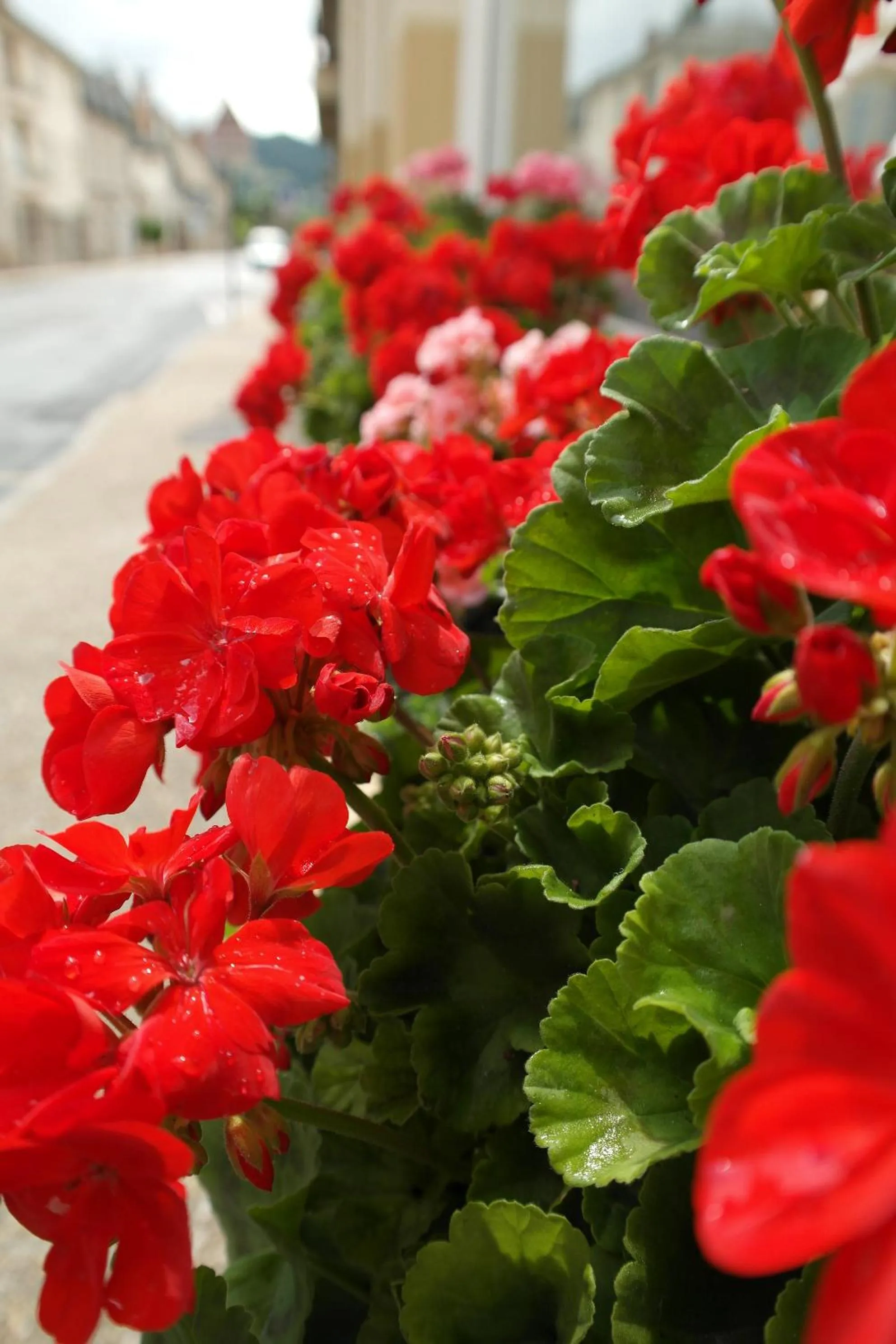 Balcony/Terrace in Logis Hôtel Restaurant de France